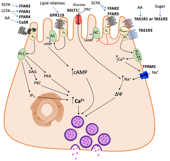 Nutrients Free Full Text Luminal Chemosensory Cells in the