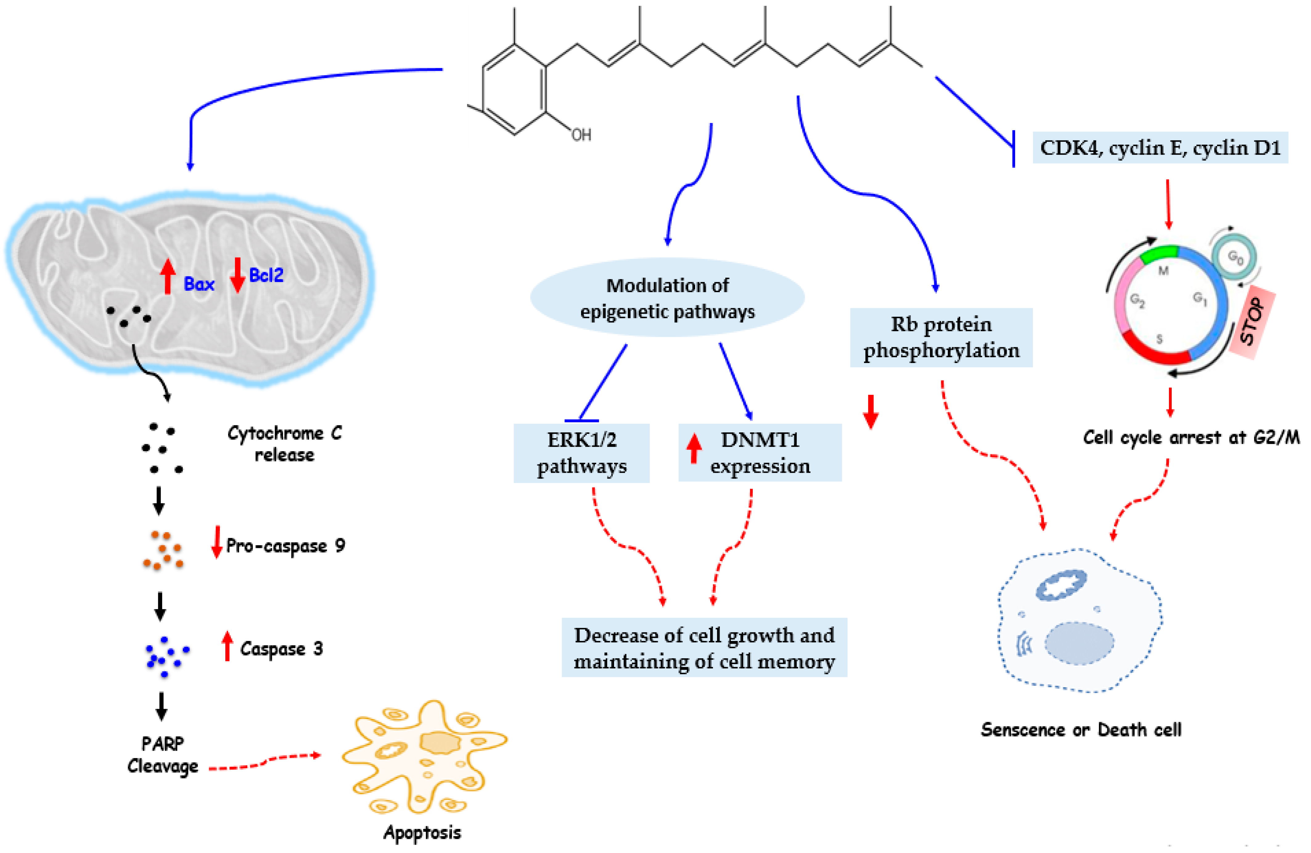 Sodium valproate and 5-aza-2′-deoxycytidine differentially modulate DNA  demethylation in G1 phase-arrested and proliferative HeLa cells