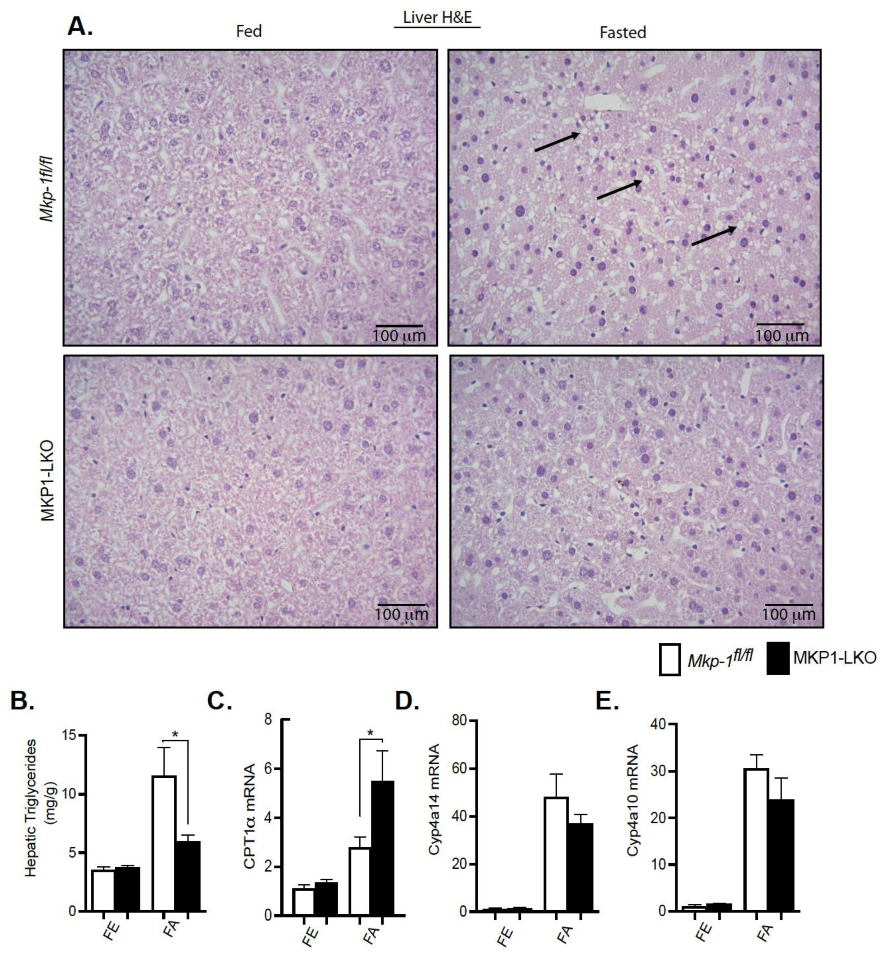Nutrients 13 03941 g003 Nutrients 13 03941 g003