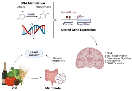 Nutrients | Free Full-Text | Targeting DNA Methylation In The Adult ...