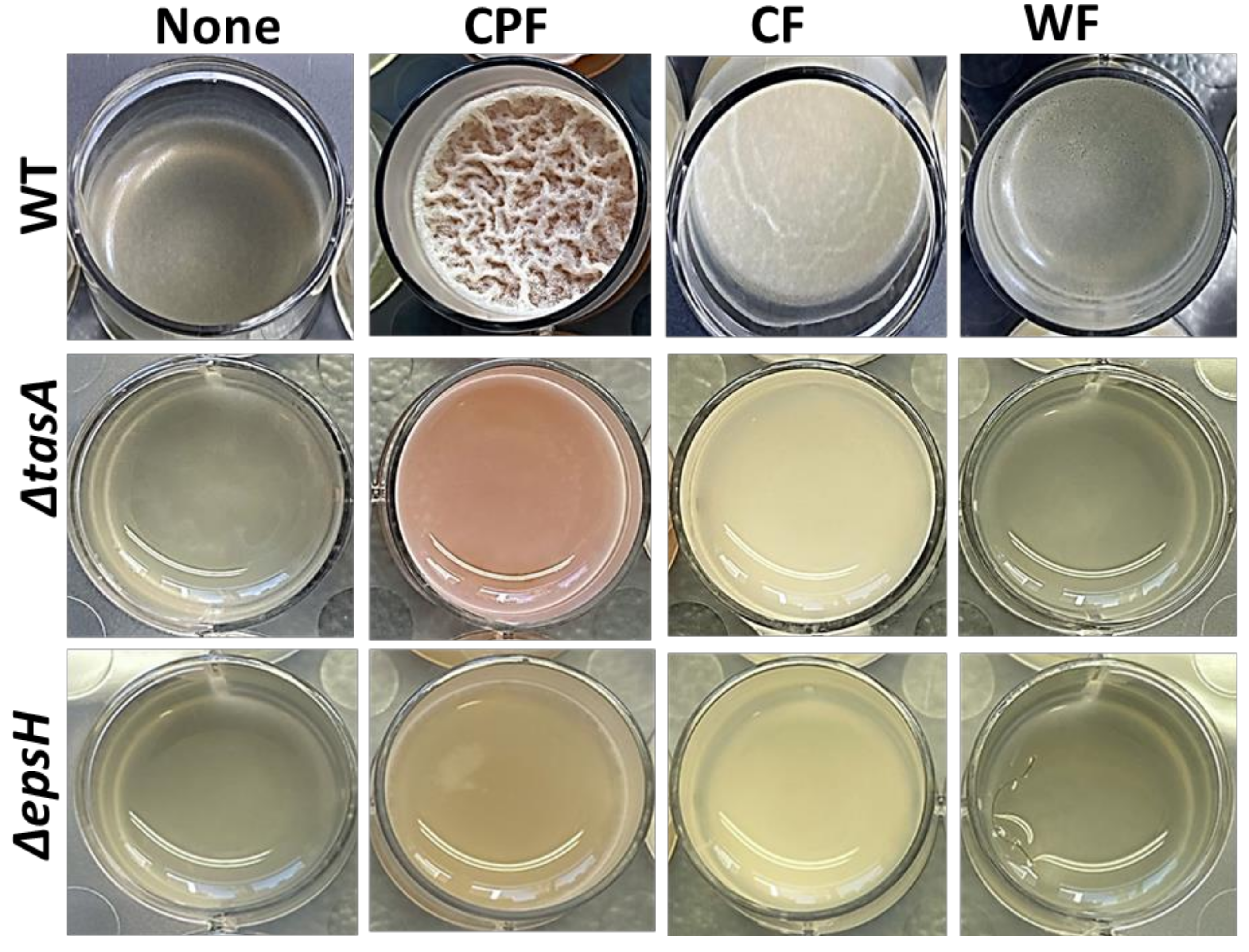 Nutrients 13 04228 g002