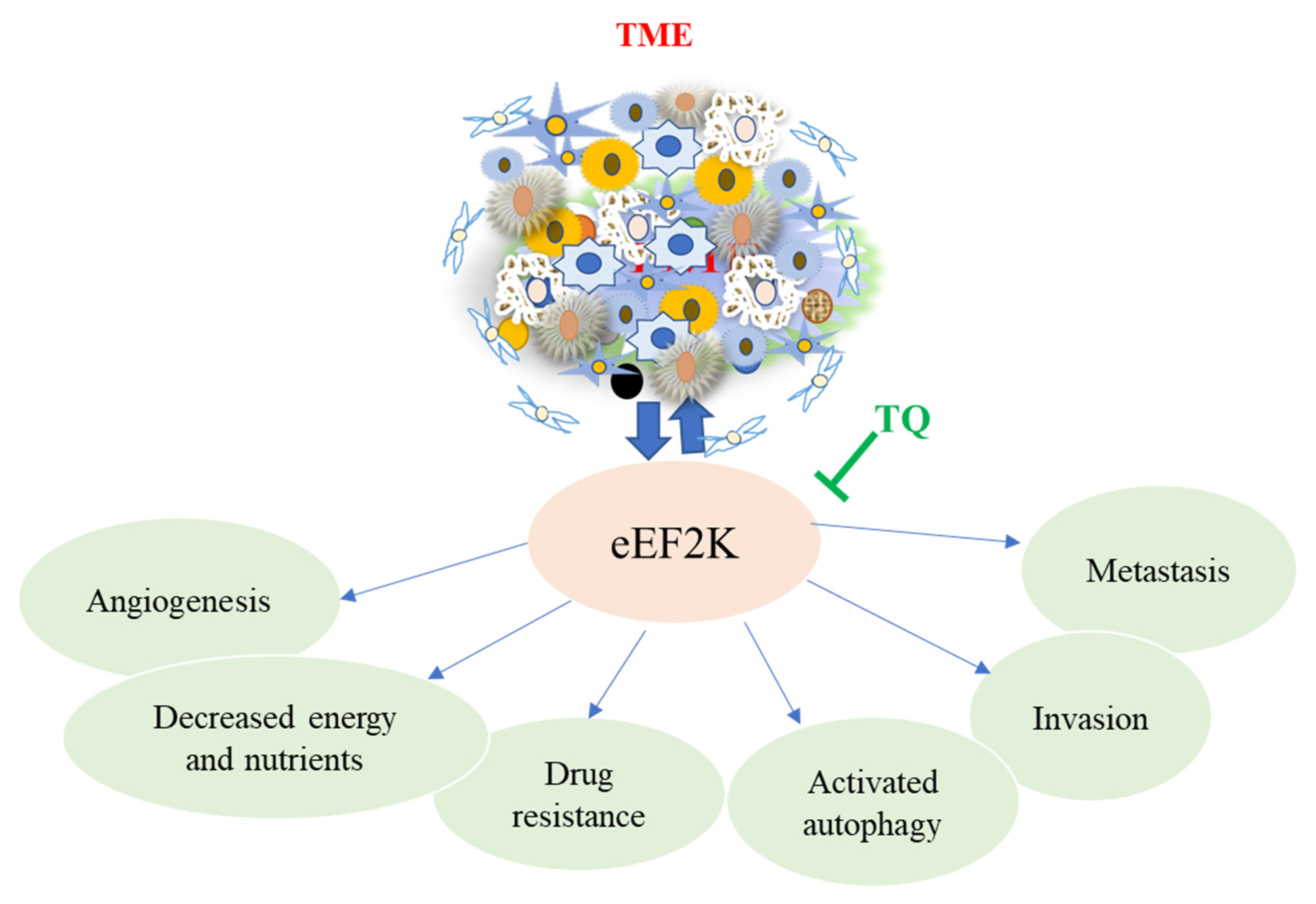 Enhanced in vitro therapeutic efficacy of triphenyltin (IV) loaded vitamin  E TPGS against breast cancer therapy - ScienceDirect