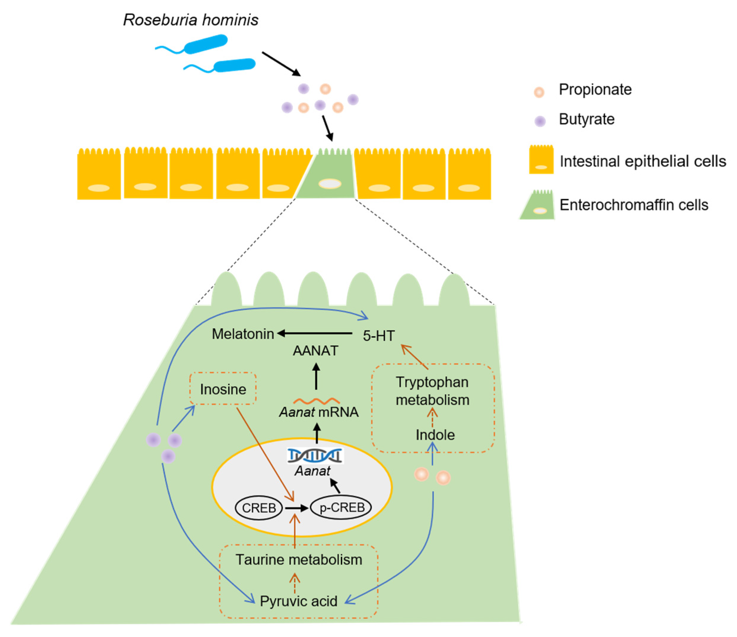 Nutrients 14 00117 g007
