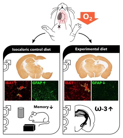 Nutrients | Free Full-Text | Nutritional Supplementation Reduces Lesion  Size and Neuroinflammation in a Sex-Dependent Manner in a Mouse Model of  Perinatal Hypoxic-Ischemic Brain Injury | HTML