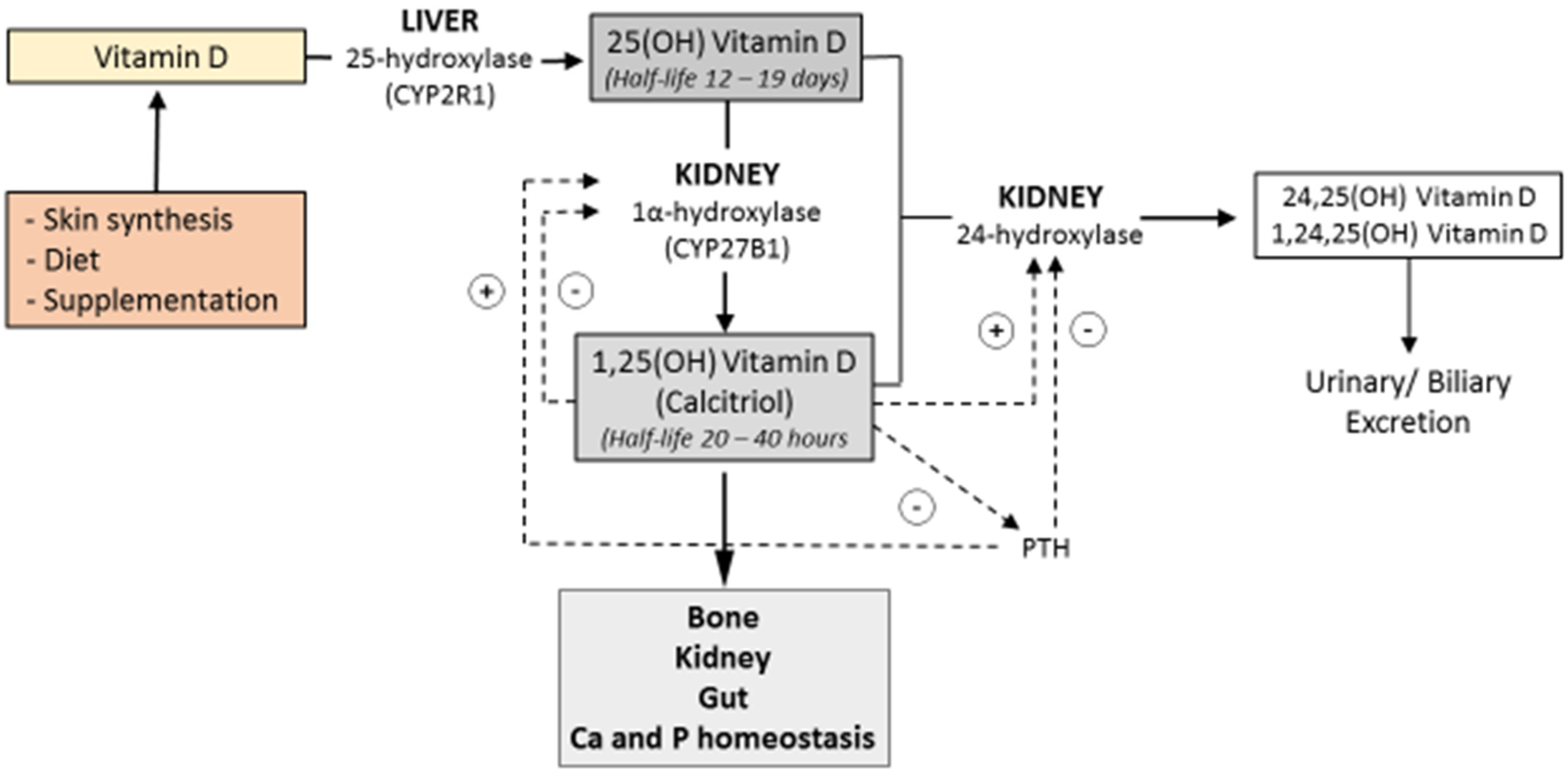 Nutrients | Free Full-Text | Vitamin D in Inflammatory Bowel Diseases.  Mechanisms of Action and Therapeutic Implications | HTML