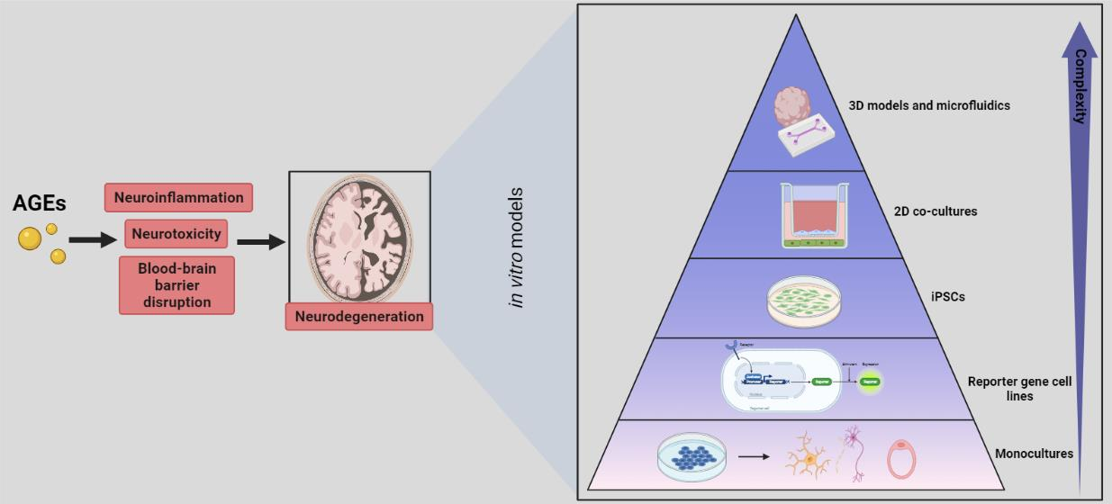 Nutrients Free Full Text In Vitro Methodologies To Study The Role Of Advanced Glycation End Products Ages In Neurodegeneration Html