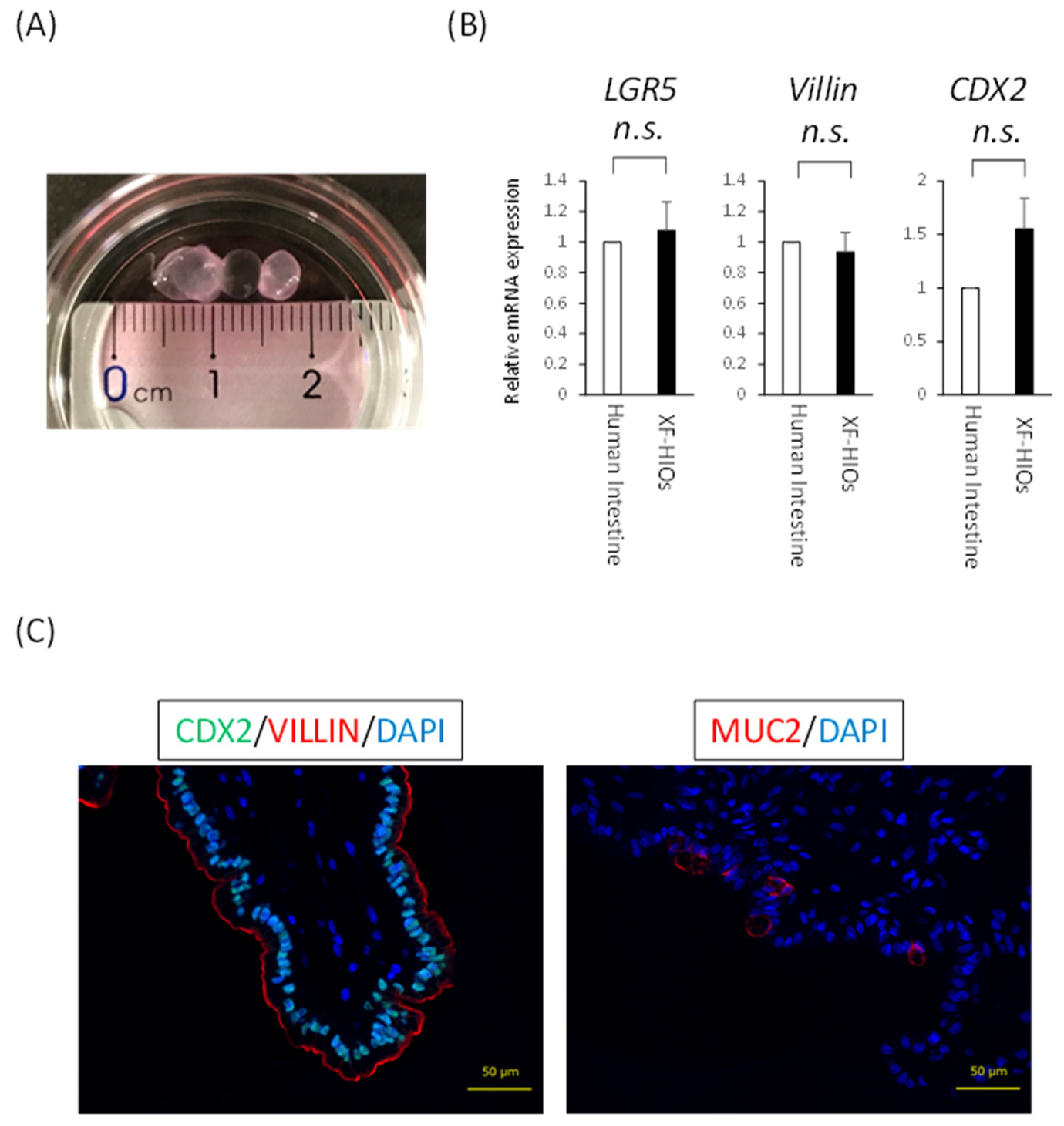 Nutrients 14 00438 g001