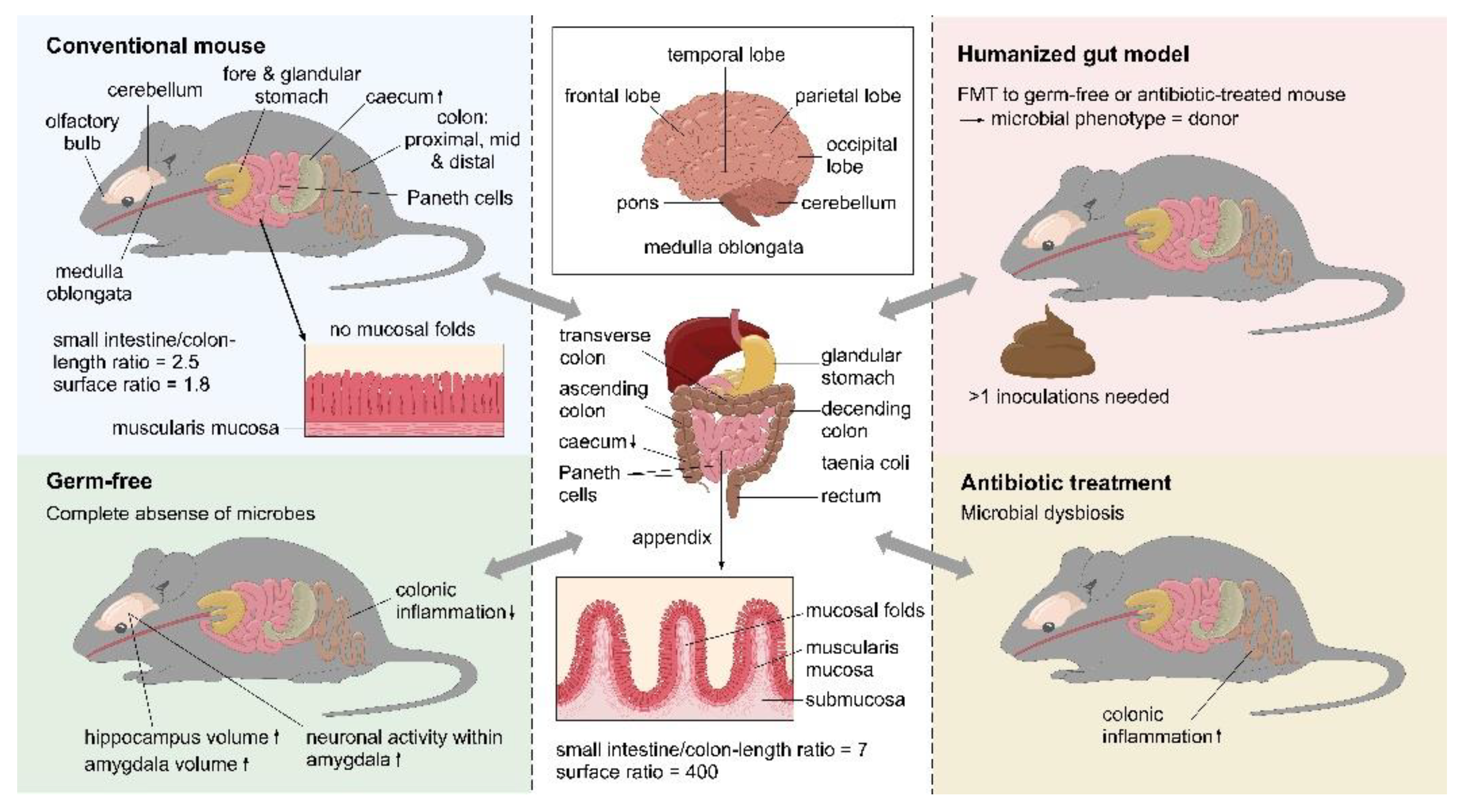 Fiber deprivation and microbiome-borne curli shift gut bacterial  populations and accelerate disease in a mouse model of Parkinson's disease  - ScienceDirect