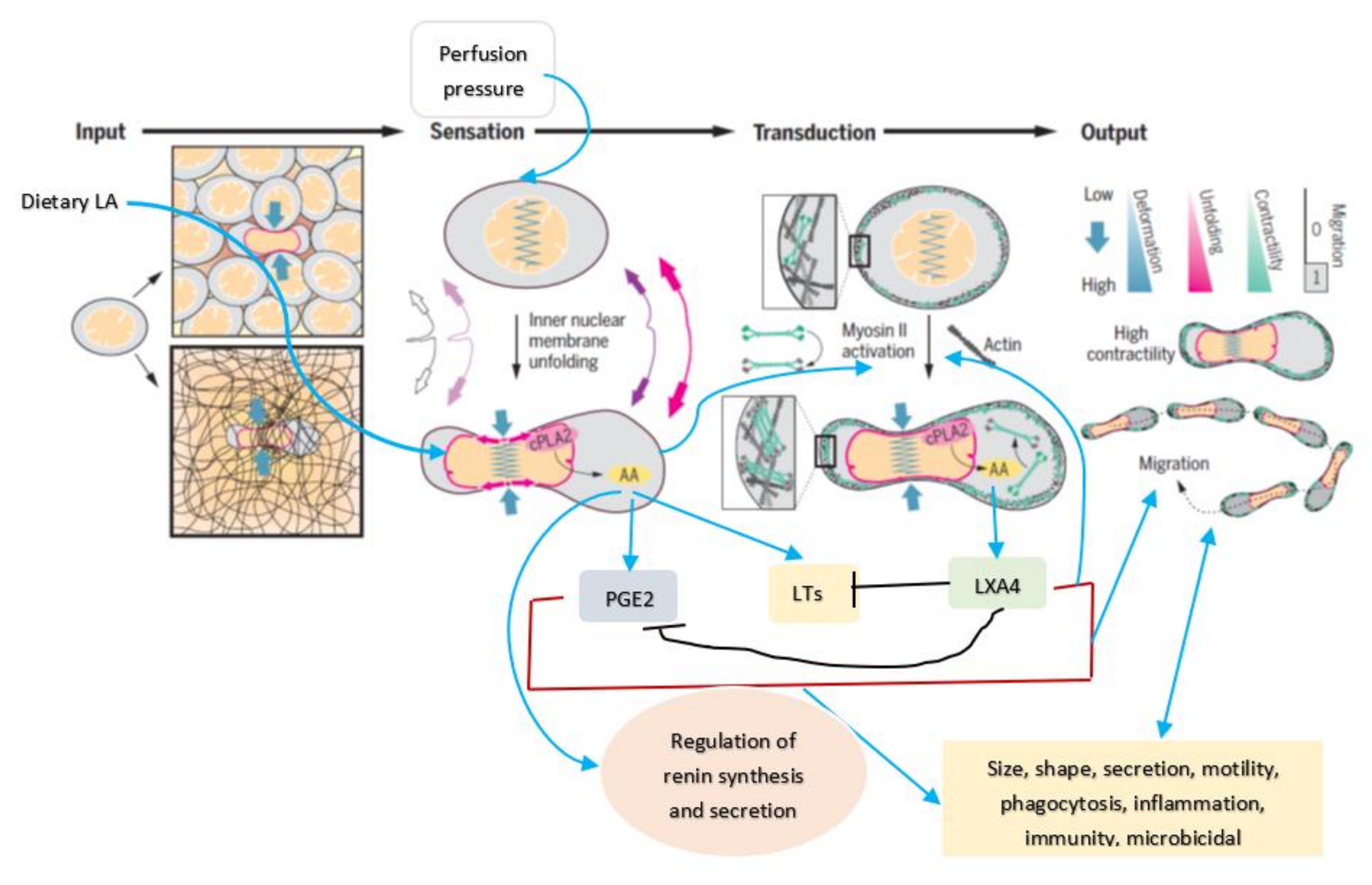 Nutrients 14 00749 g004 Nutrients 14 00749 g004