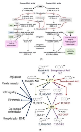 Nutrients Free Full Text Arachidonic Acid As Mechanotransducer Of