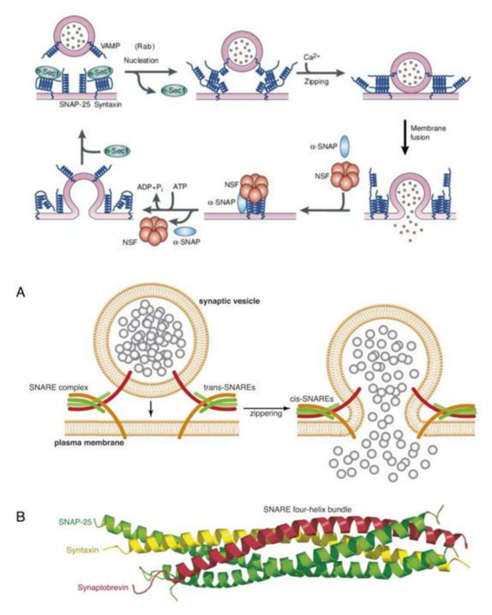 Nutrients 14 00749 g007 Nutrients 14 00749 g007