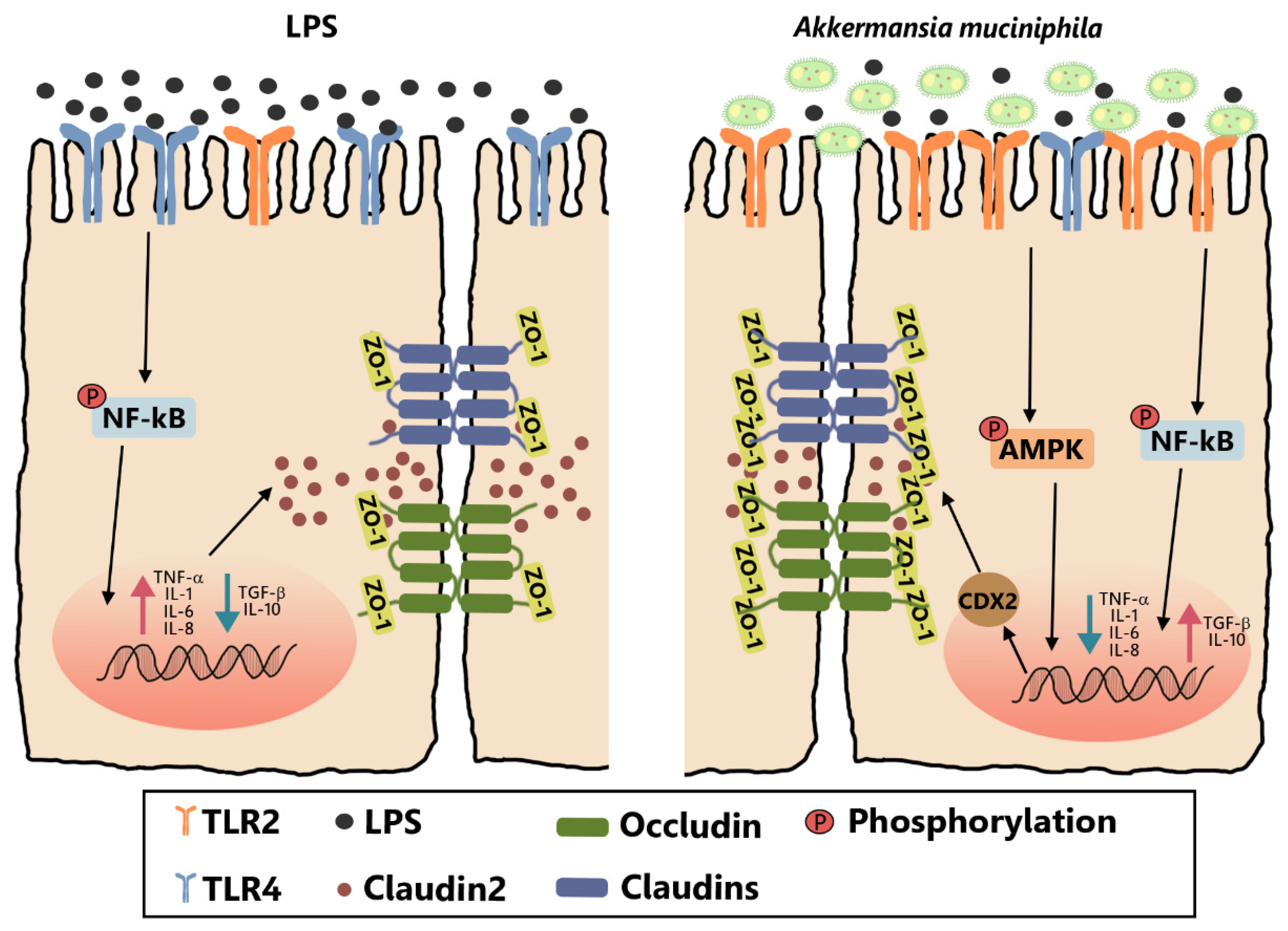 Nutrients 14 00764 g007