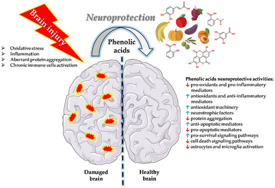 Polyphenols and brain health