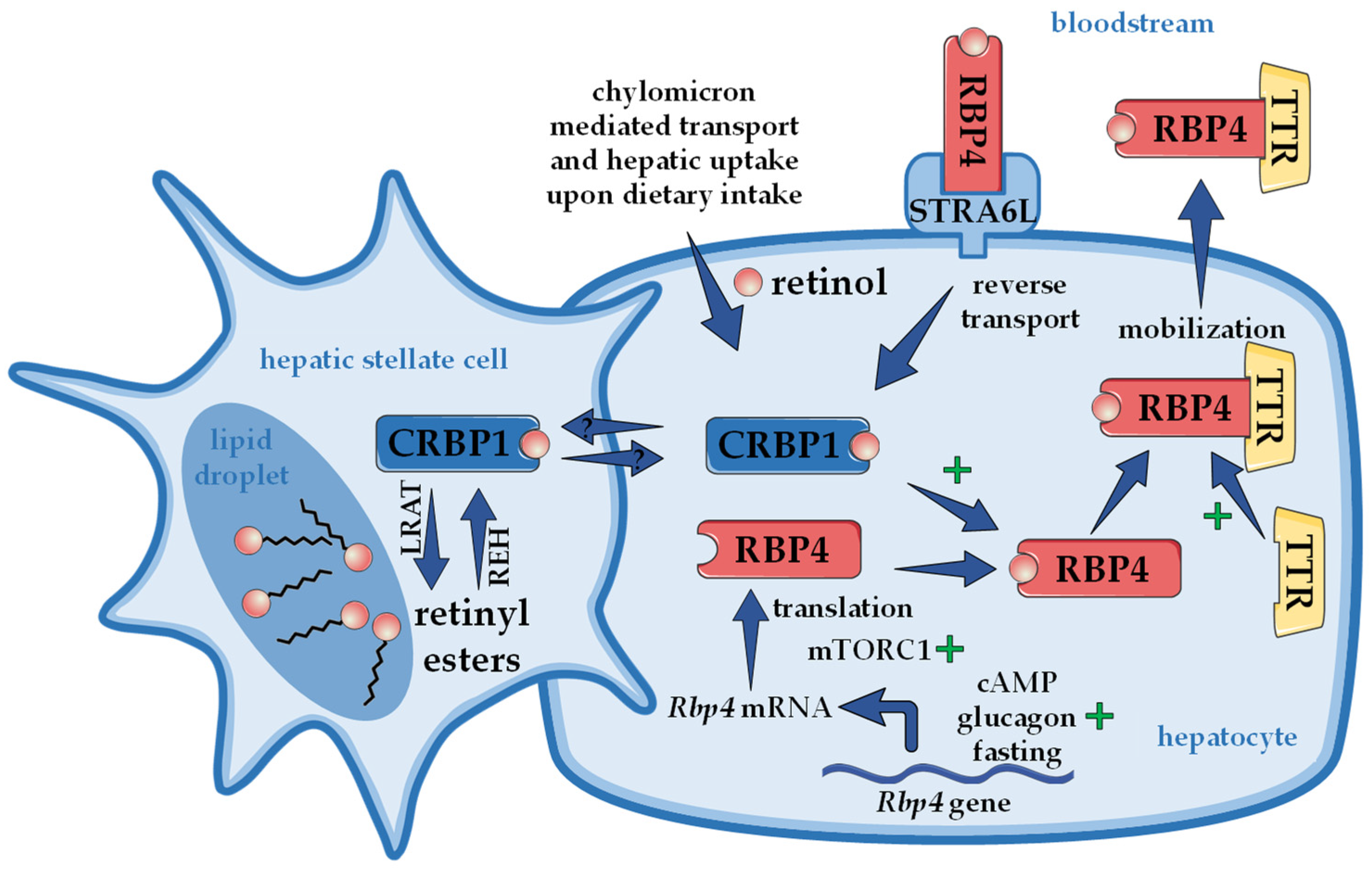 Nutrients | Free Full-Text | Retinoid Homeostasis and Beyond: How Retinol  Binding Protein 4 Contributes to Health and Disease