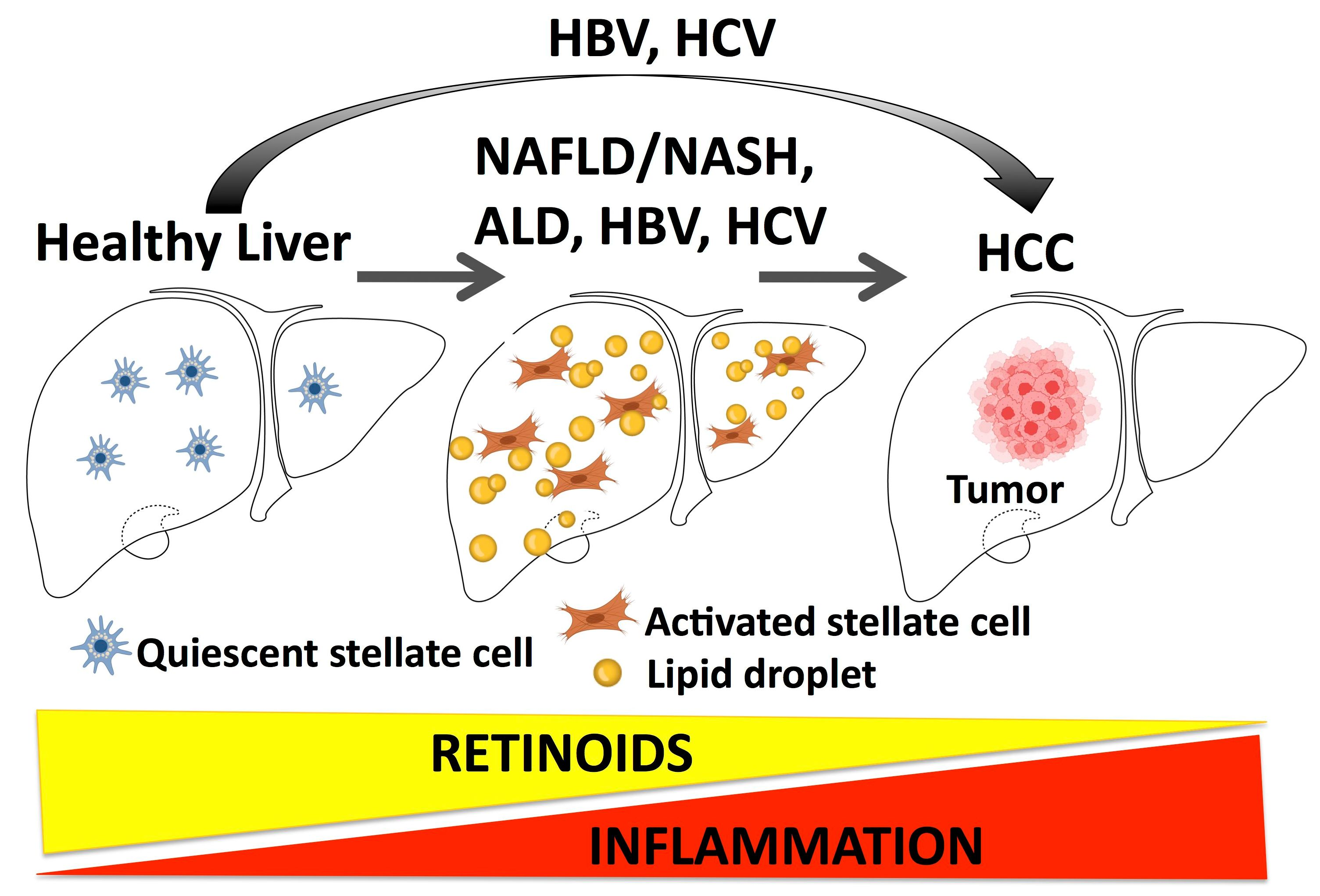Nutrients | Free Full-Text | Retinoids in the Pathogenesis and Treatment of  Liver Diseases | HTML