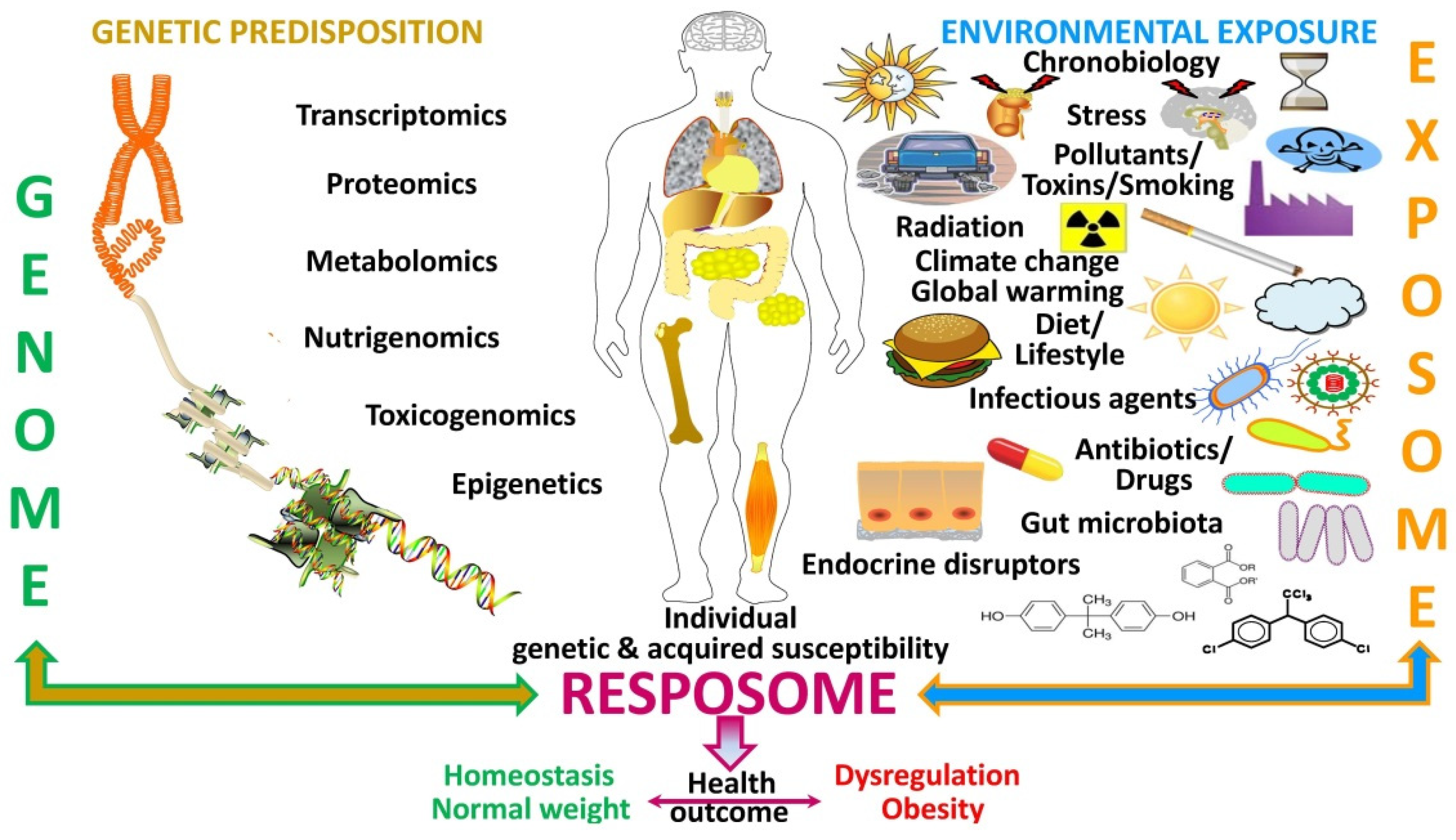 Nutrients | Free Full-Text | Time to Consider the “Exposome Hypothesis ...