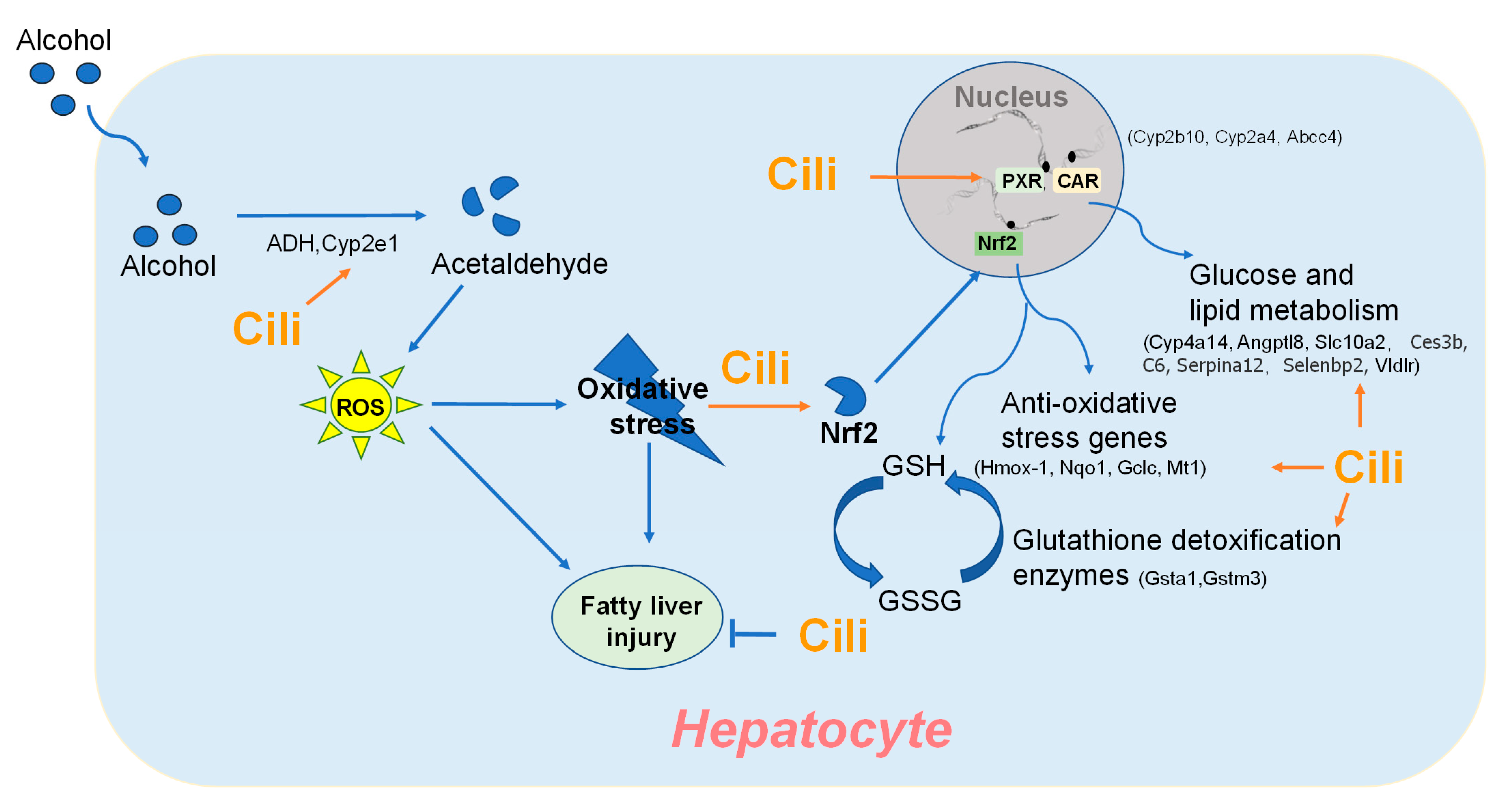 Nutrients 14 01974 g010