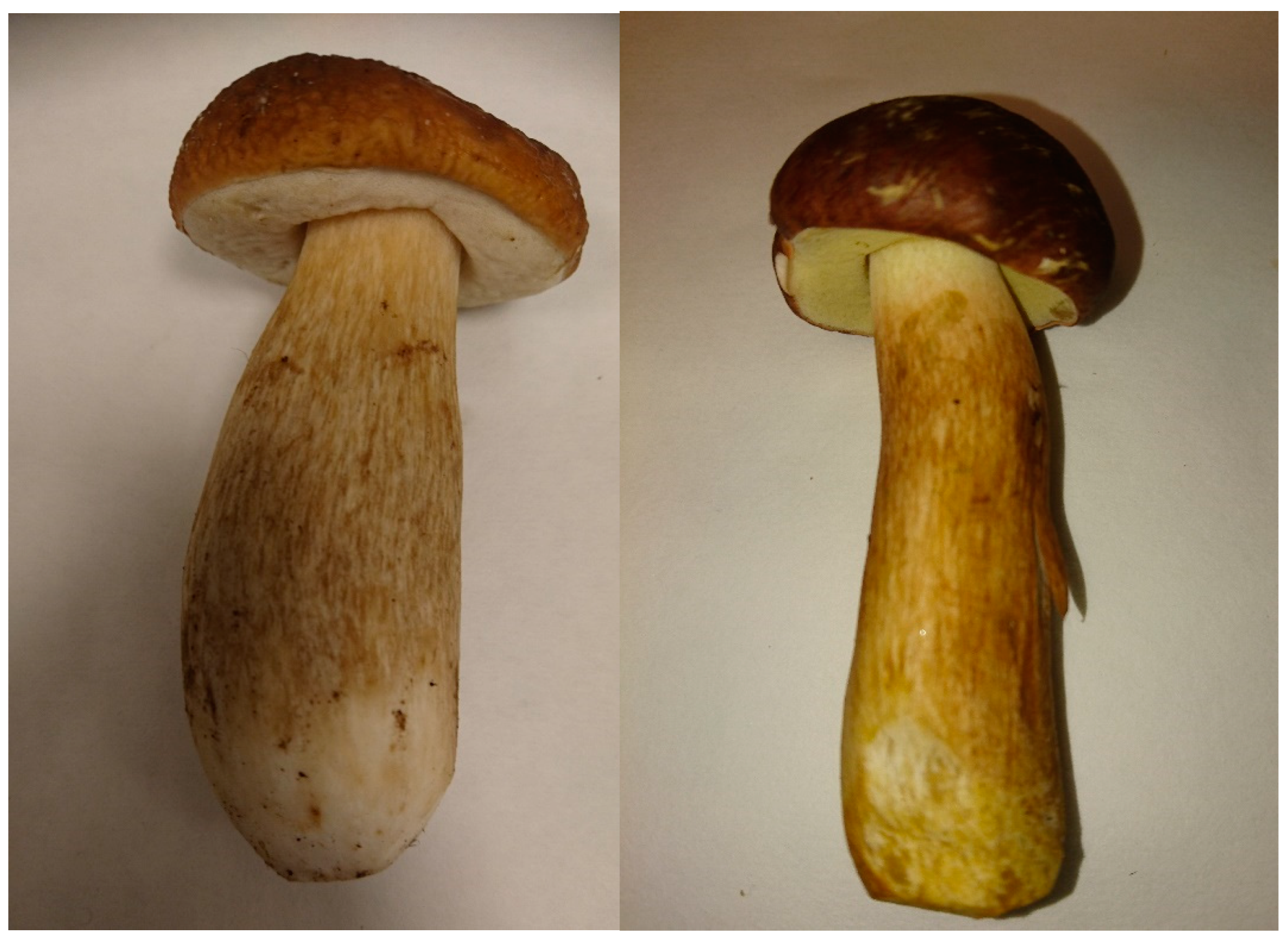 Nutrients 14 02750 g001