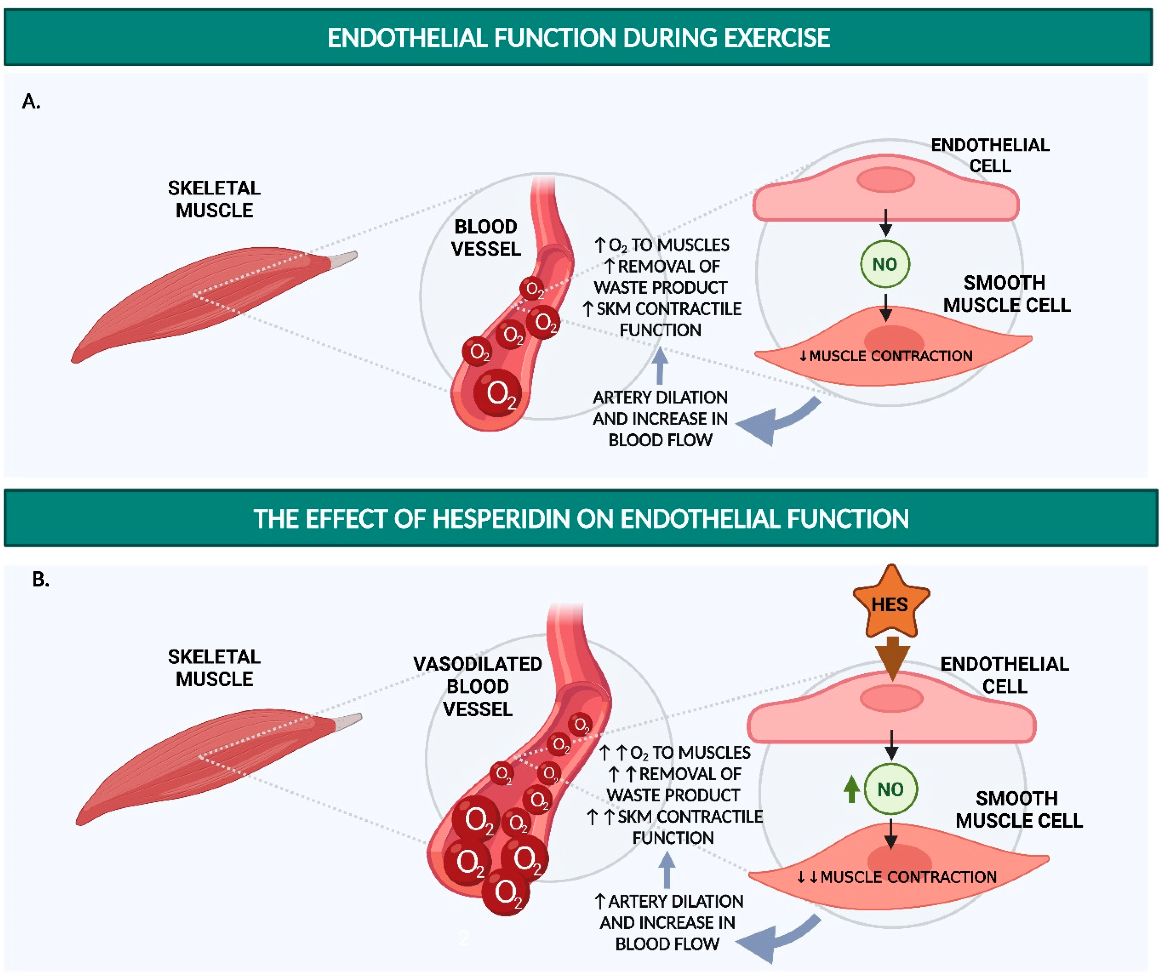 Nutrients | Free Full-Text | Hesperidin Functions as an Ergogenic Aid by  Increasing Endothelial Function and Decreasing Exercise-Induced Oxidative  Stress and Inflammation, Thereby Contributing to Improved Exercise  Performance