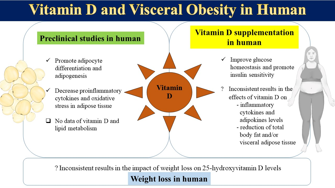 Nutrients | Free Full-Text | Vitamin D and Visceral Obesity in Humans: What  Should Clinicians Know?