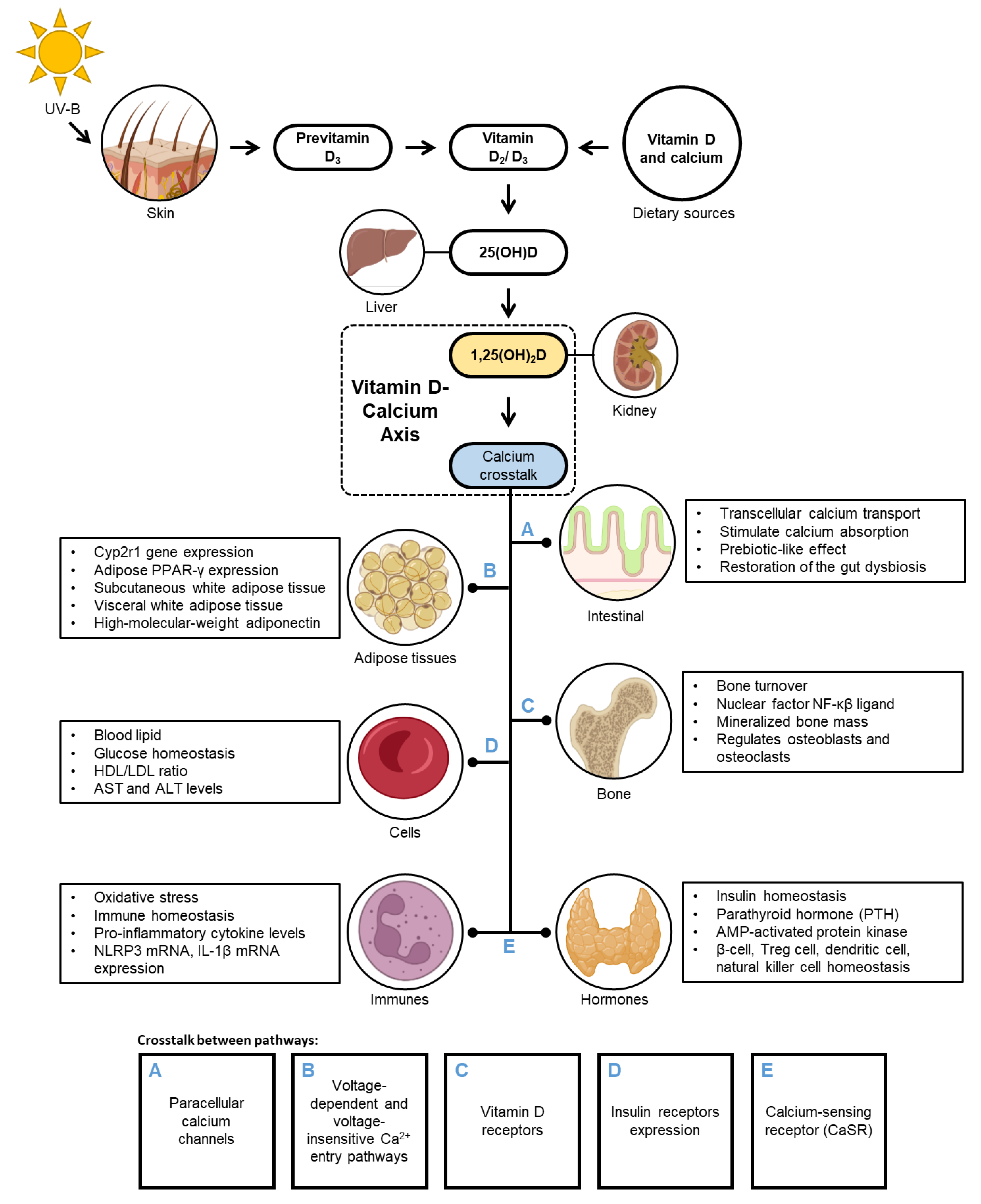 Nutrients 14 03187 g002 Nutrients 14 03187 g002
