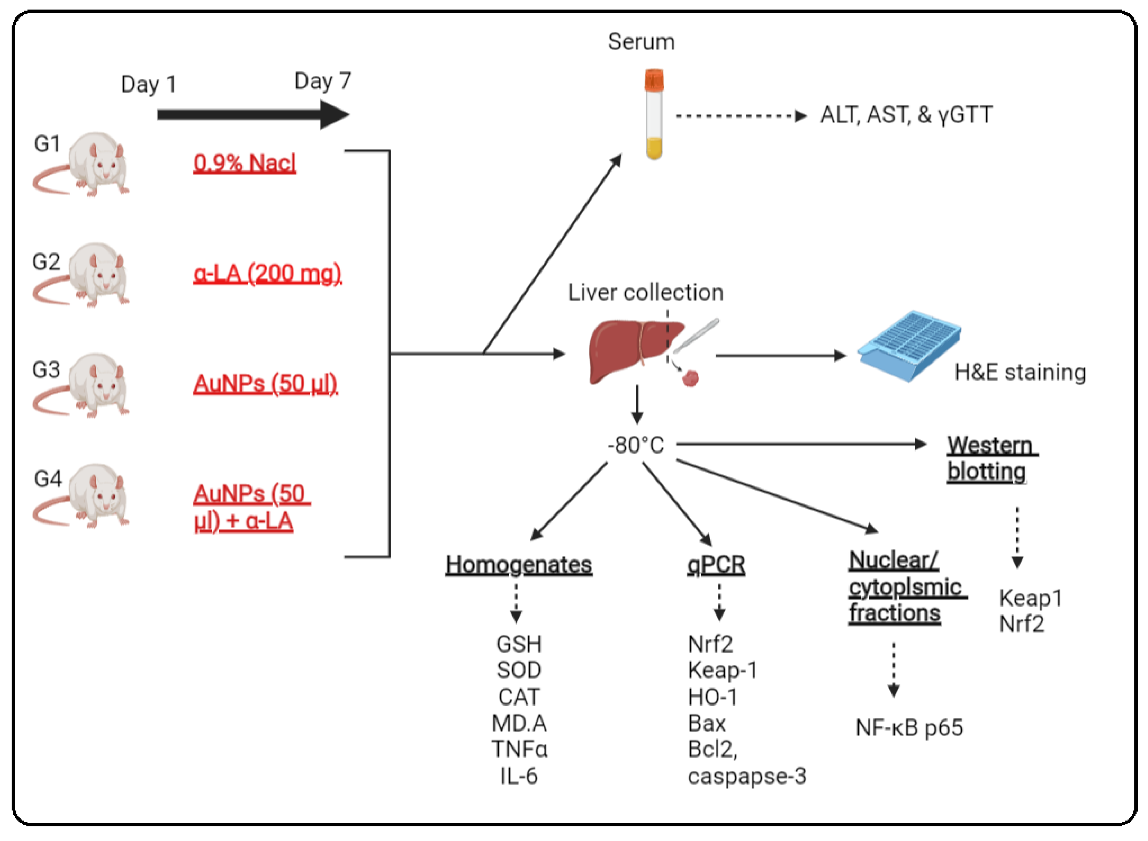 Nutrients 14 03327 g001