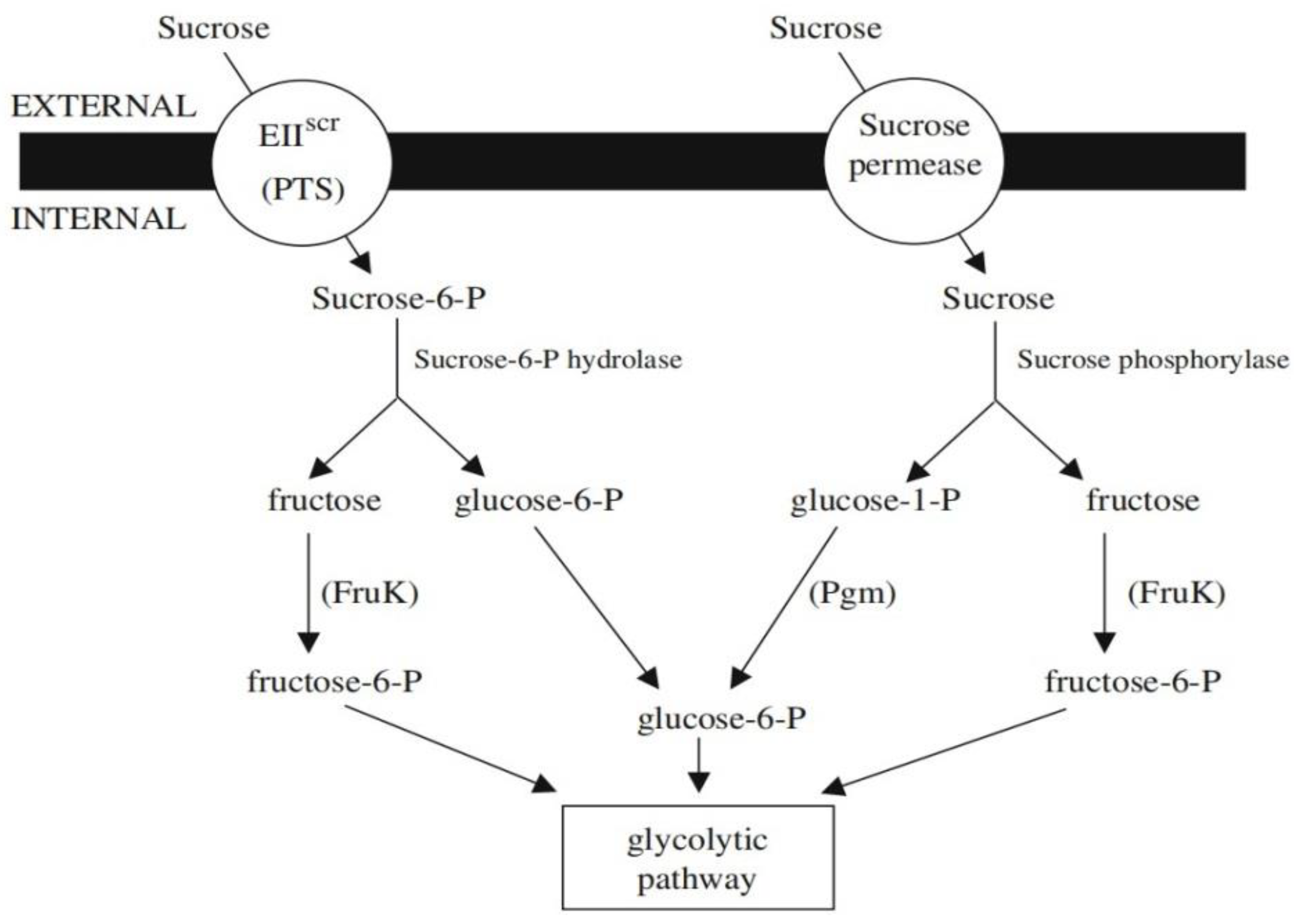 Nutrients 14 03457 g005 Nutrients 14 03457 g005