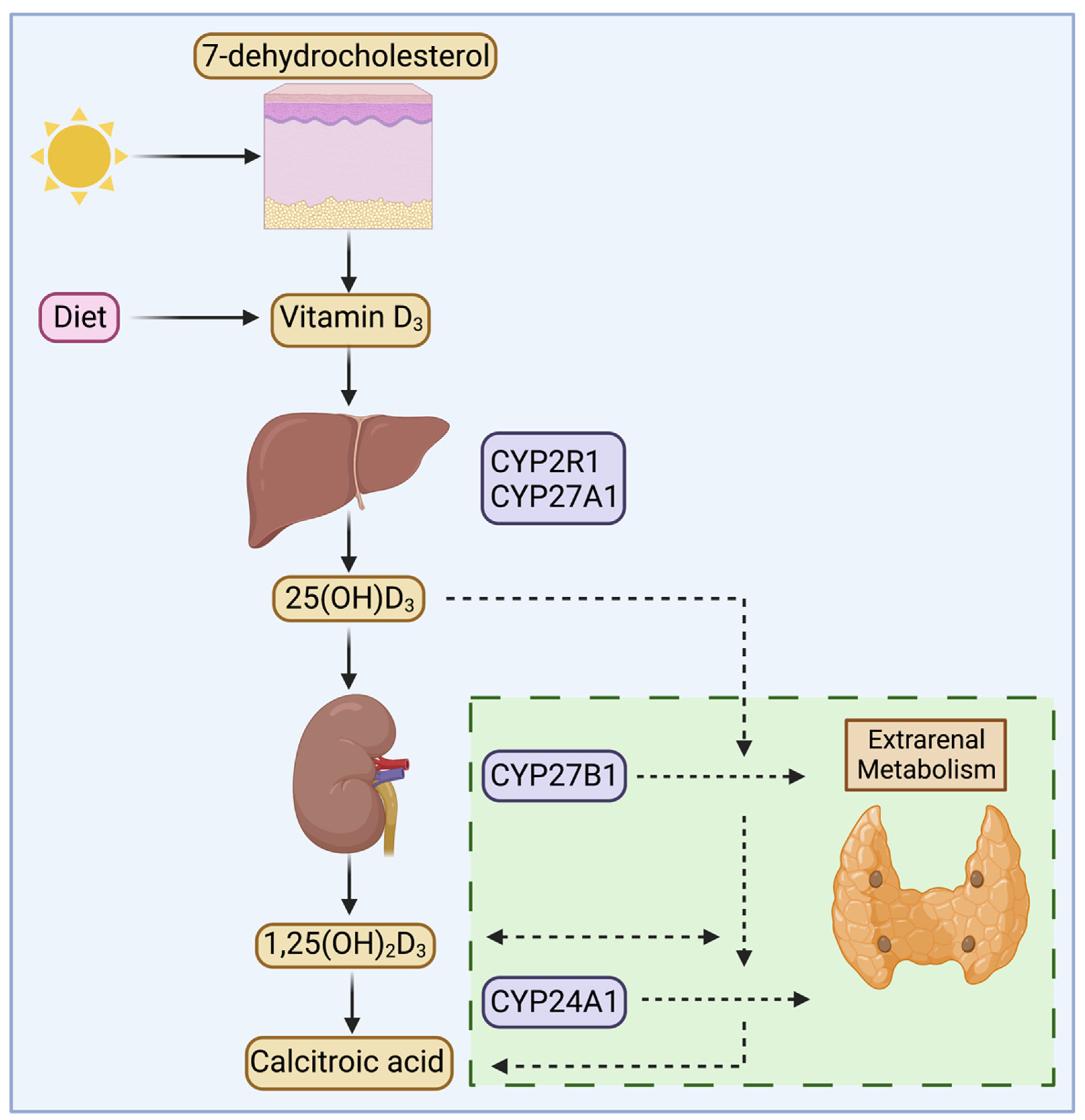 Nutrients | Free Full-Text | Megalin and Vitamin D  Metabolism&mdash;Implications in Non-Renal Tissues and Kidney Disease