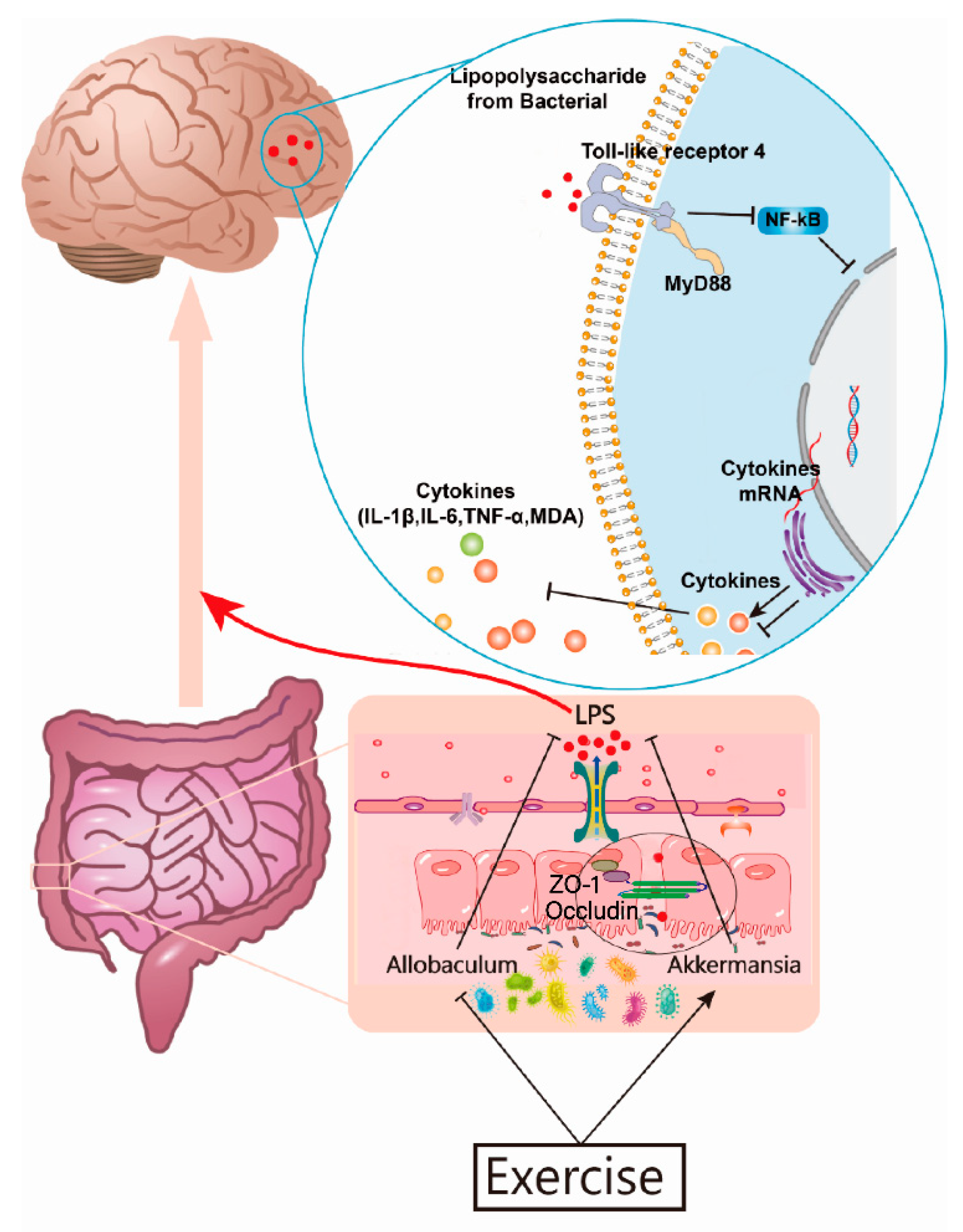 Nutrients 14 04134 g008 Nutrients 14 04134 g008