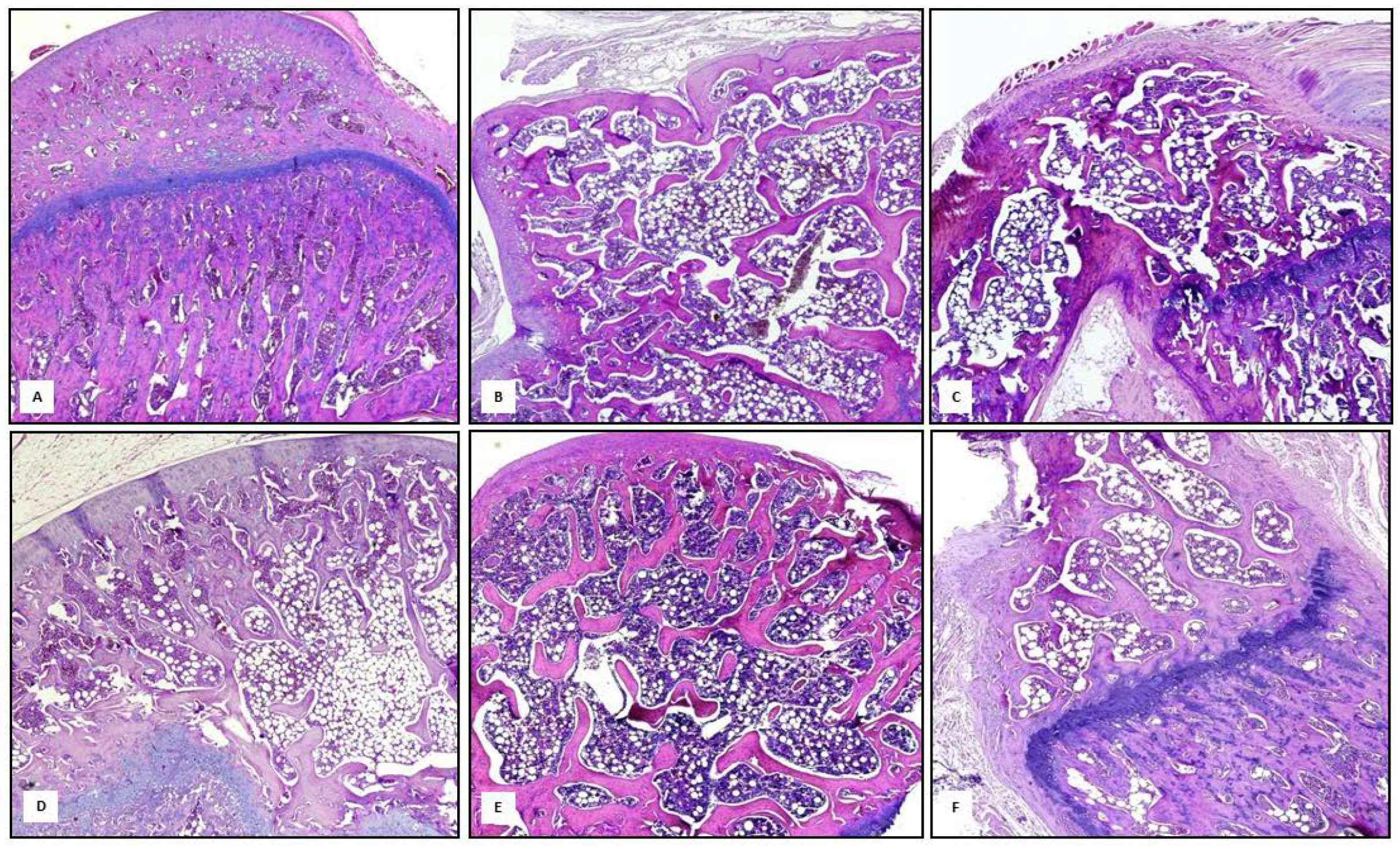 Nutrients 14 04296 g005 Nutrients 14 04296 g005