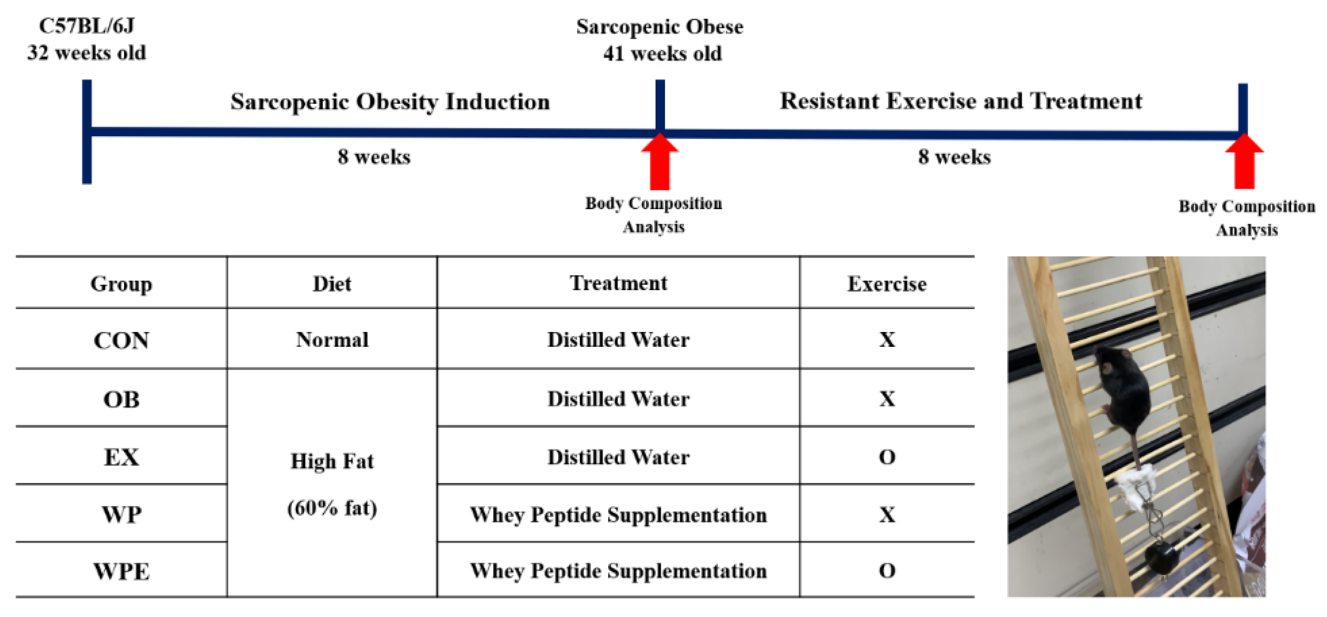 https://www.mdpi.com/nutrients/nutrients-14-04402/article_deploy/html/images/nutrients-14-04402-g001.png