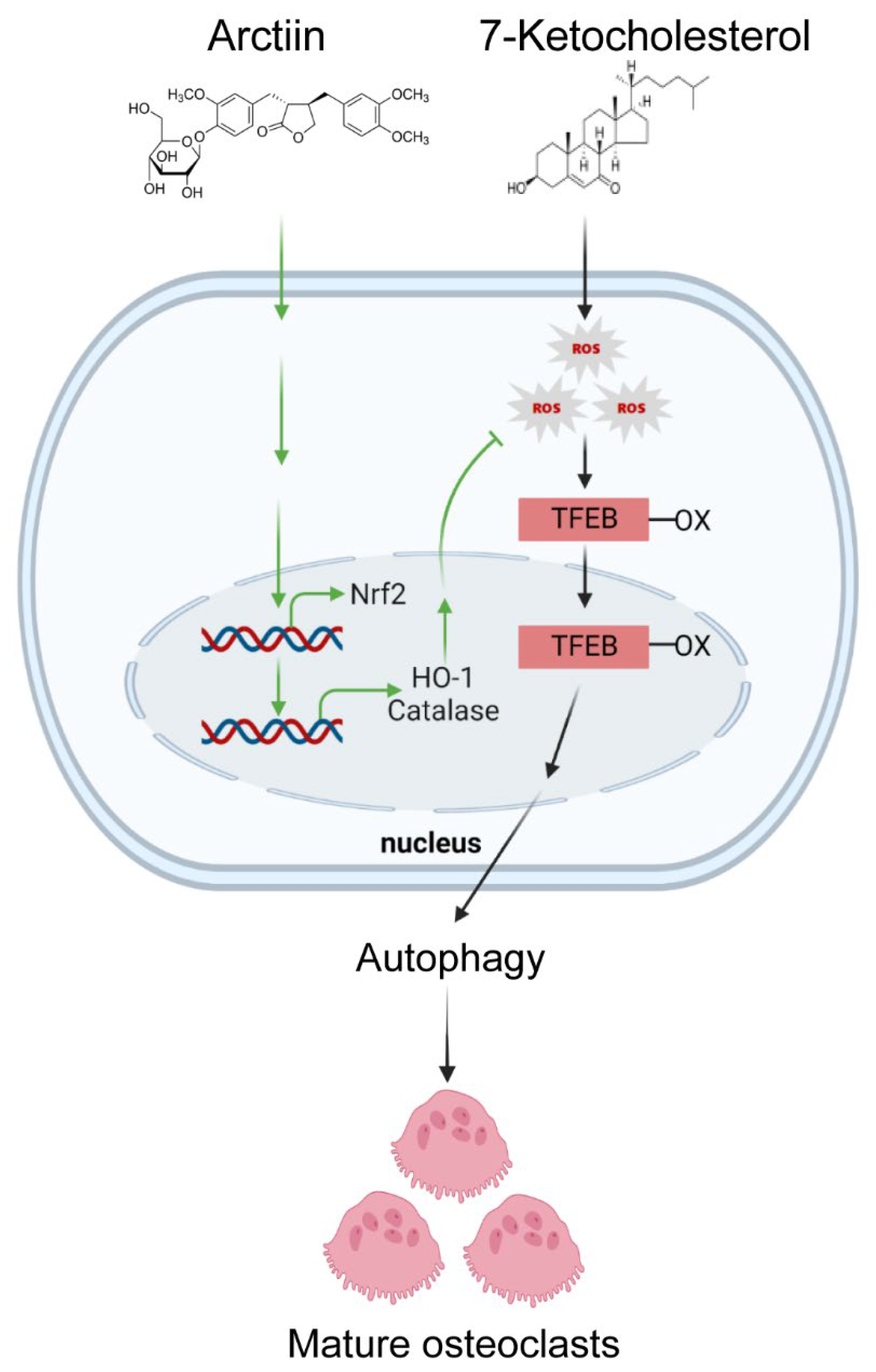 Nutrients 14 04483 g005 Nutrients 14 04483 g005