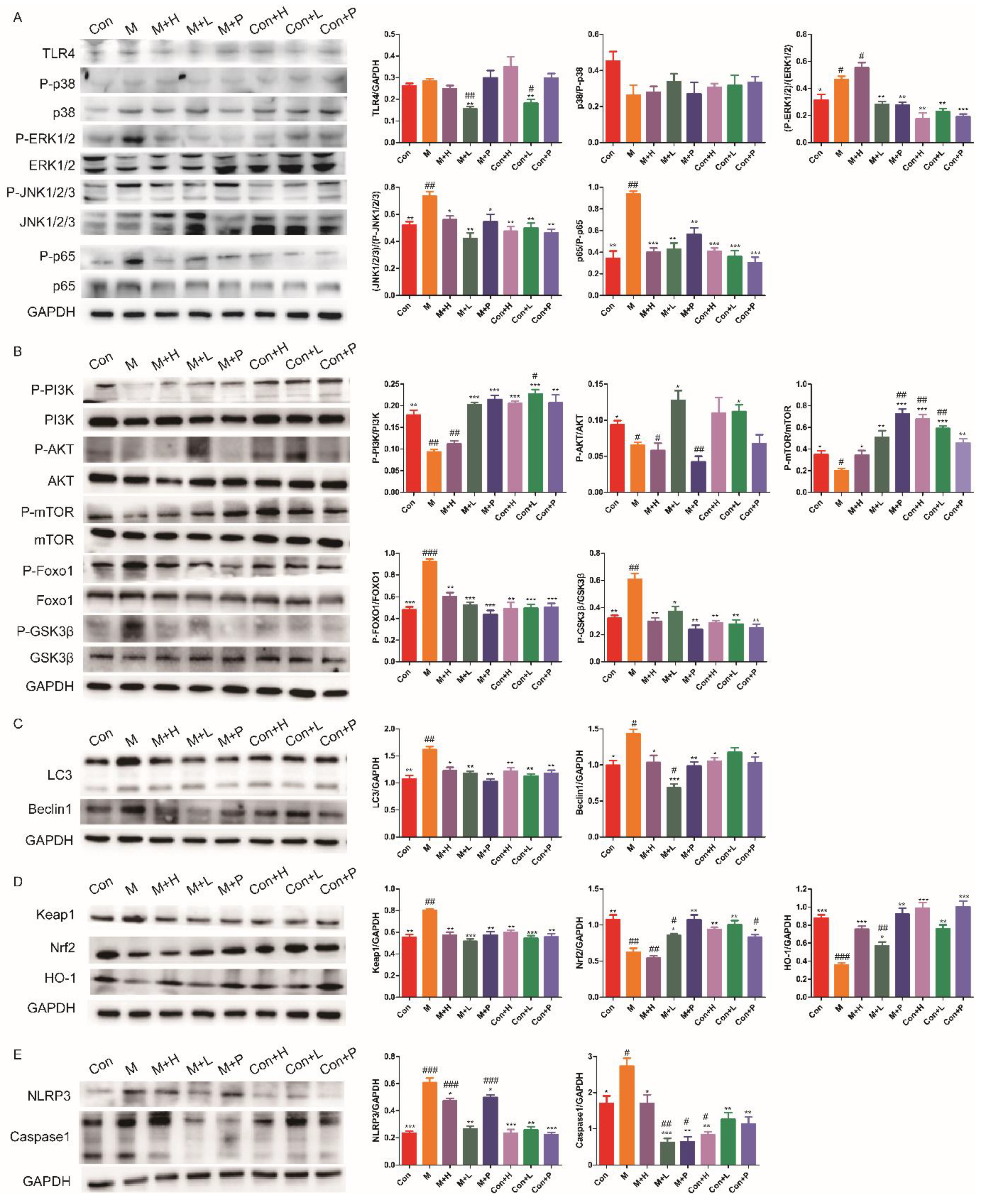 Nutrients 14 04620 g005 Nutrients 14 04620 g005