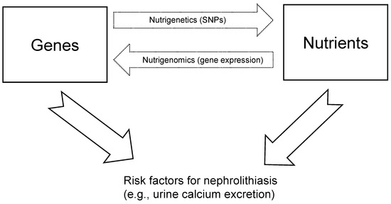 Nutrients Free Full Text Unravelling the Complex Relationship