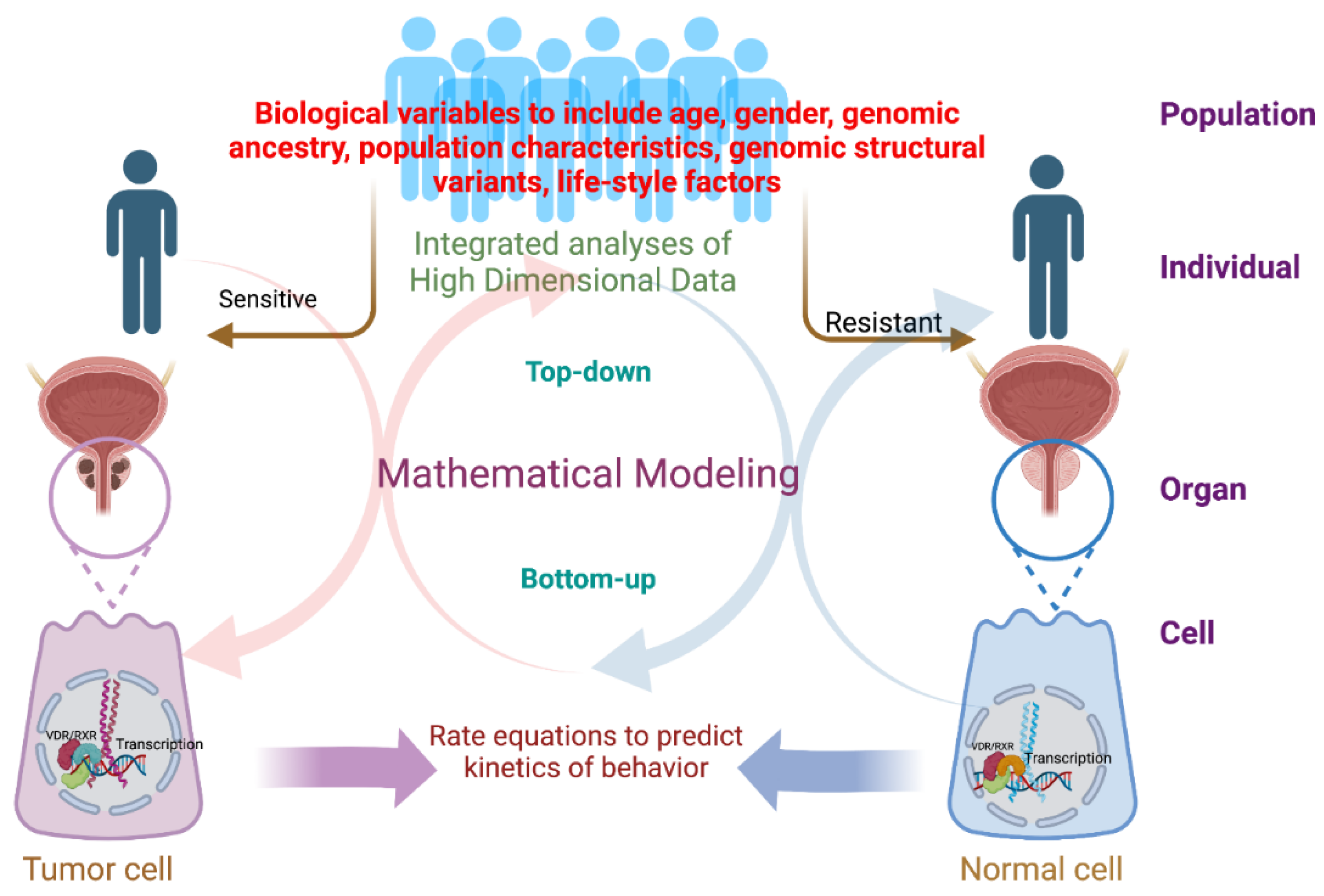 Nutrients Free Full Text Vitamin D and Systems Biology