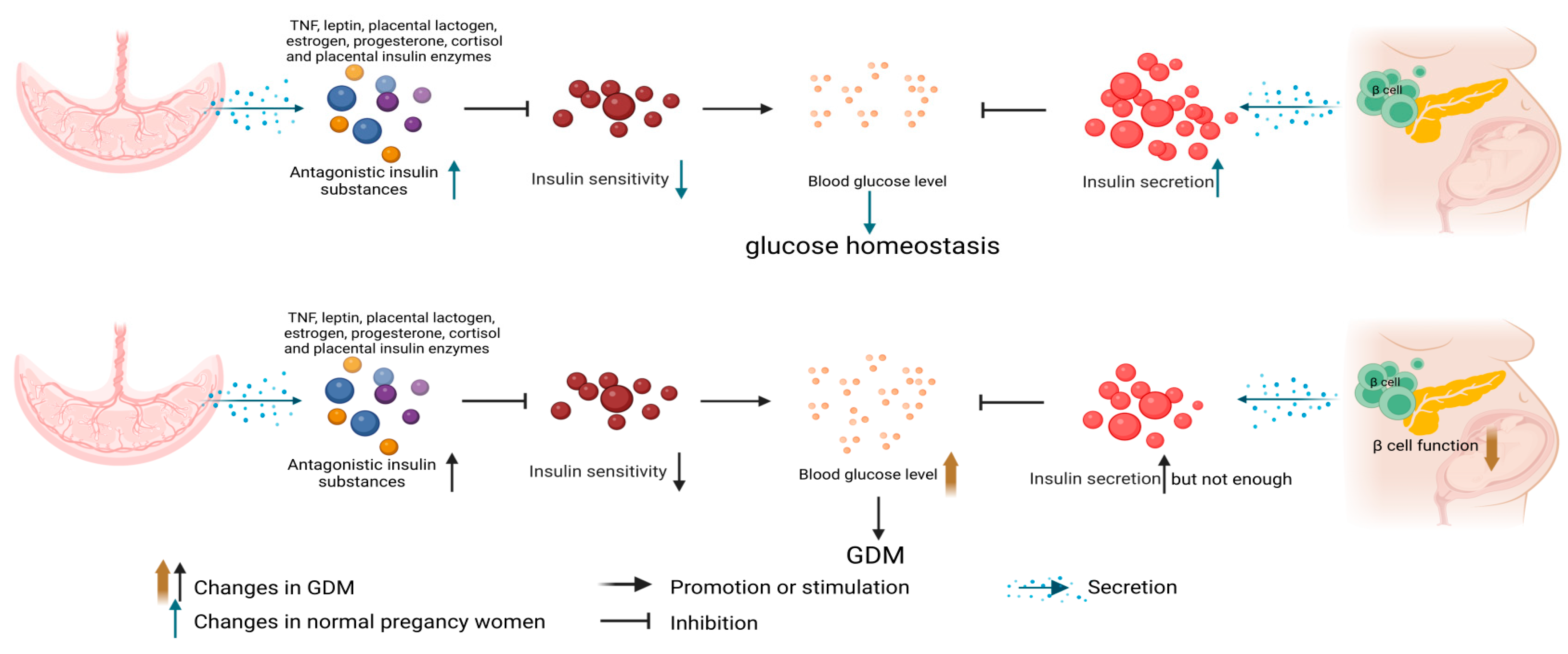 Nutrients | Free Full-Text | Maternal And Placental DNA Methylation ...