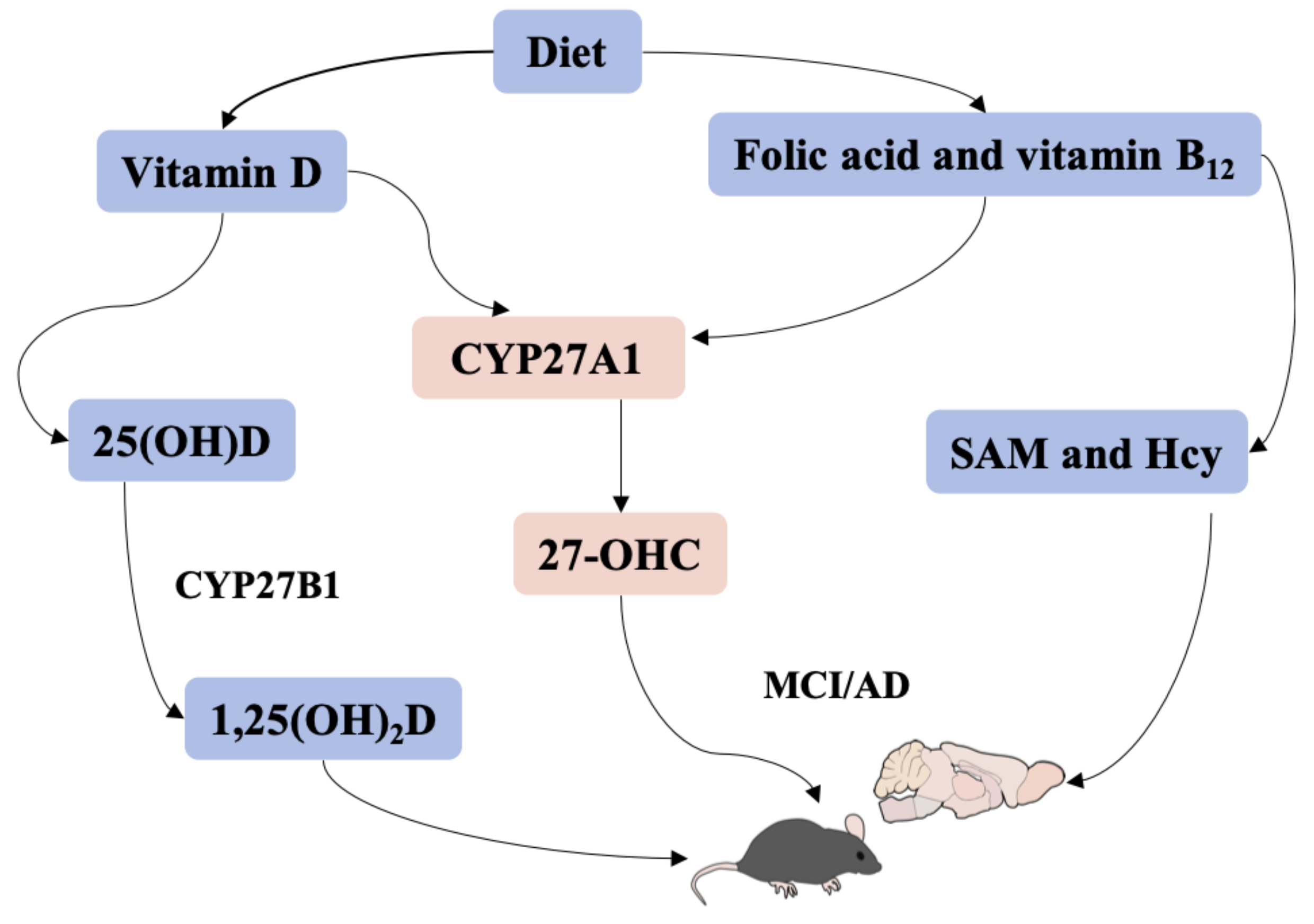 Nutrients | Free Full-Text | Vitamin D, Folic Acid and Vitamin B12 Can  Reverse Vitamin D Deficiency-Induced Learning and Memory Impairment by  Altering 27-Hydroxycholesterol and S-Adenosylmethionine