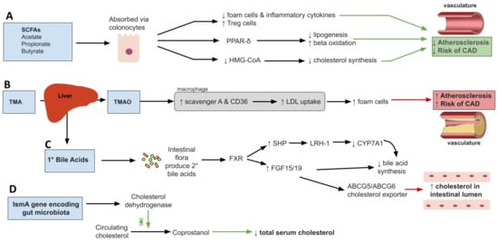 https://www.mdpi.com/nutrients/nutrients-15-00228/article_deploy/html/images/nutrients-15-00228-g001-550.jpg