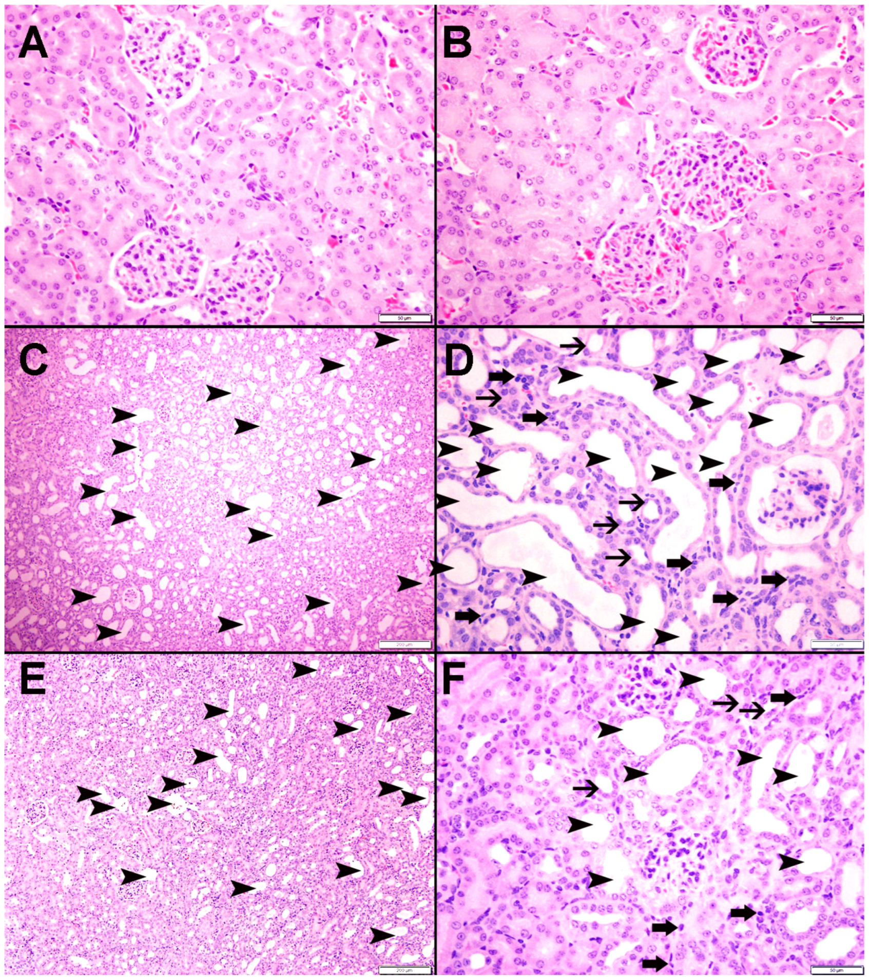 Nutrients 15 00237 g008
