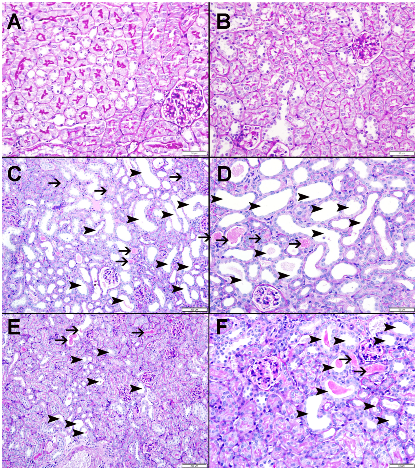Nutrients 15 00237 g009