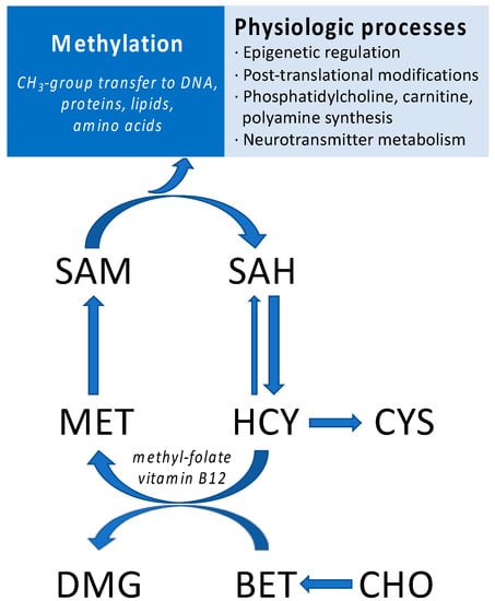 https://www.mdpi.com/nutrients/nutrients-15-00282/article_deploy/html/images/nutrients-15-00282-g001-550.jpg