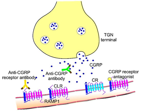 Nutrients | Free Full-Text | Nutrition And Calcitonin Gene Related ...