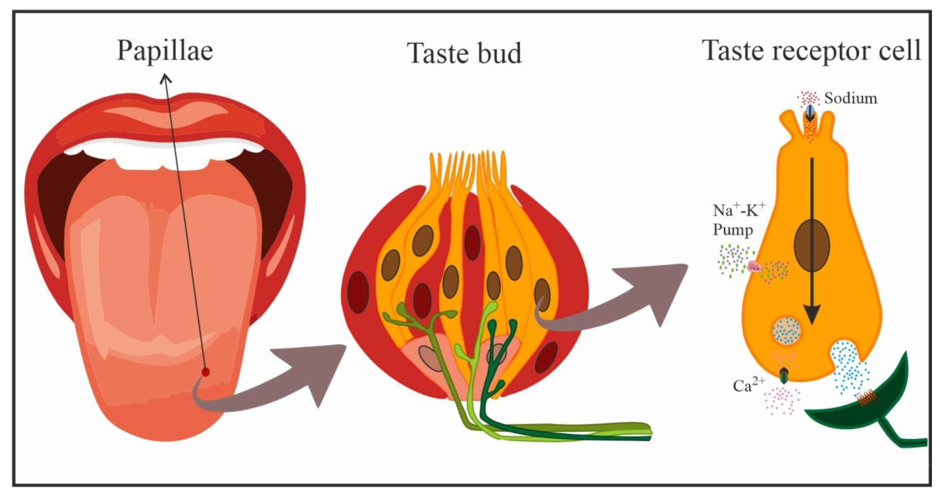 Nutrients 15 00395 g002 Nutrients 15 00395 g002