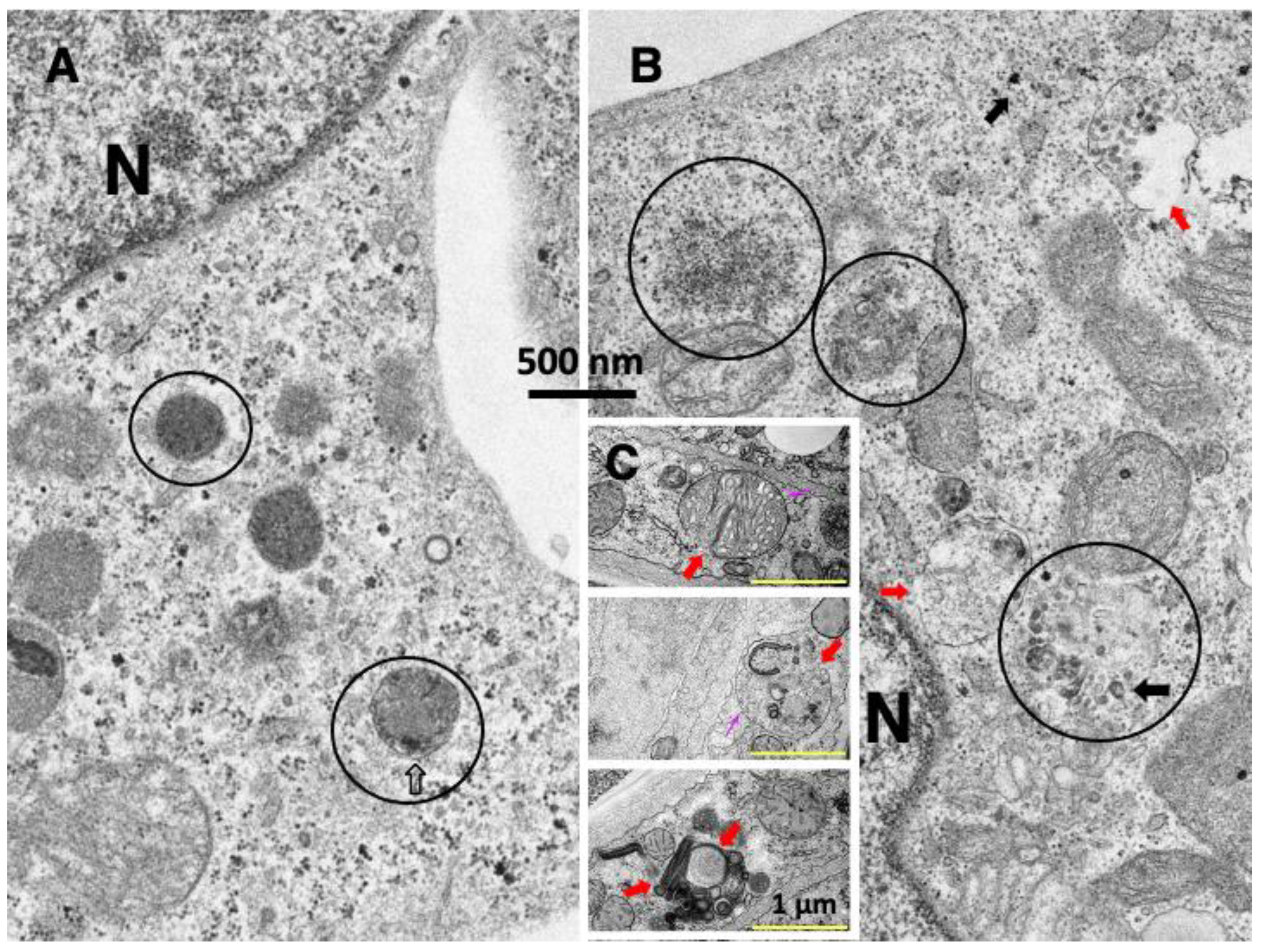 Nutrients 15 00609 g002 Nutrients 15 00609 g002