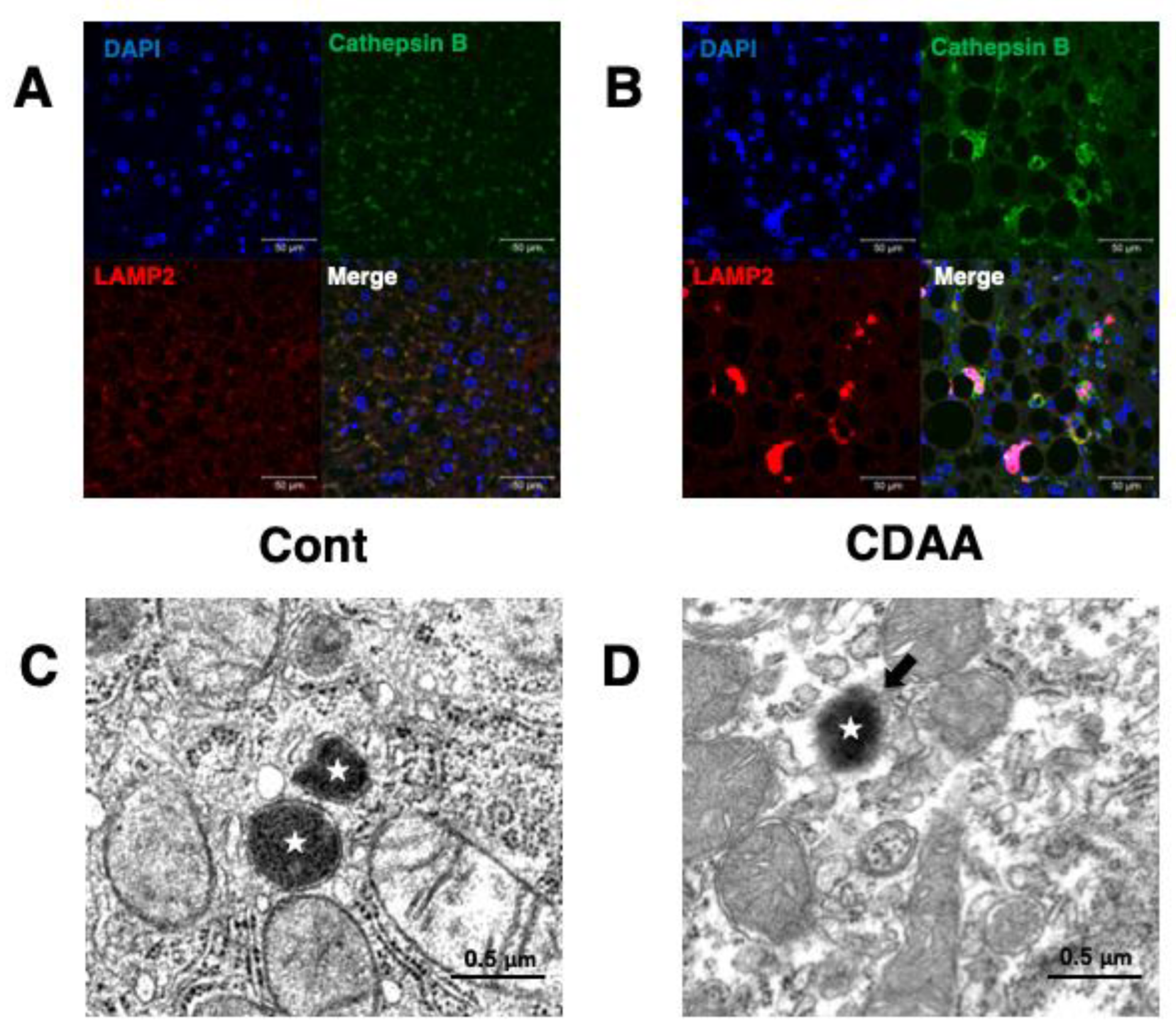 Nutrients 15 00609 g003 Nutrients 15 00609 g003