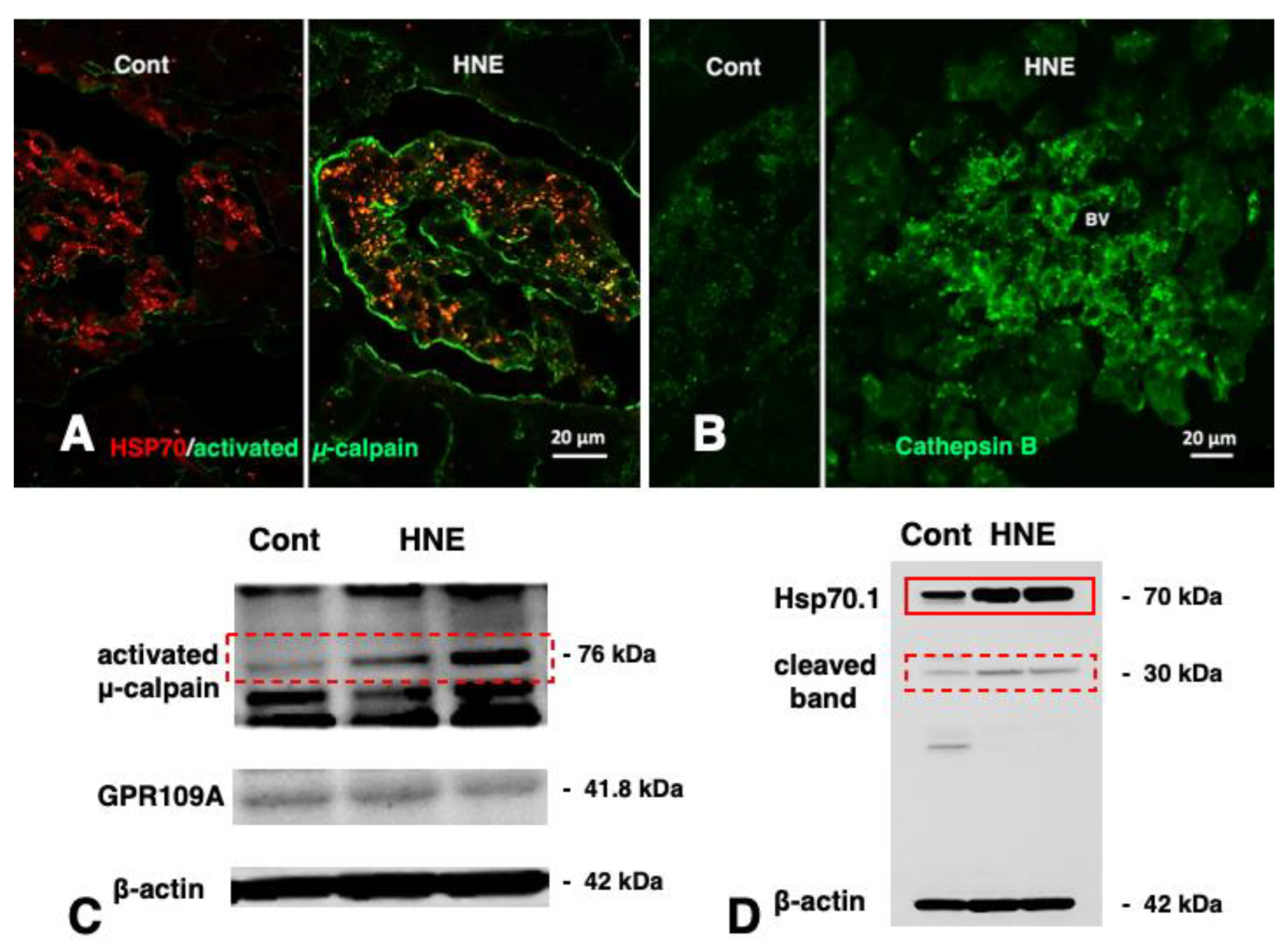 Nutrients 15 00609 g005 Nutrients 15 00609 g005