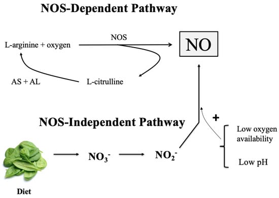 Nutrients | Free Full-Text | Supplementation with Nitric Oxide