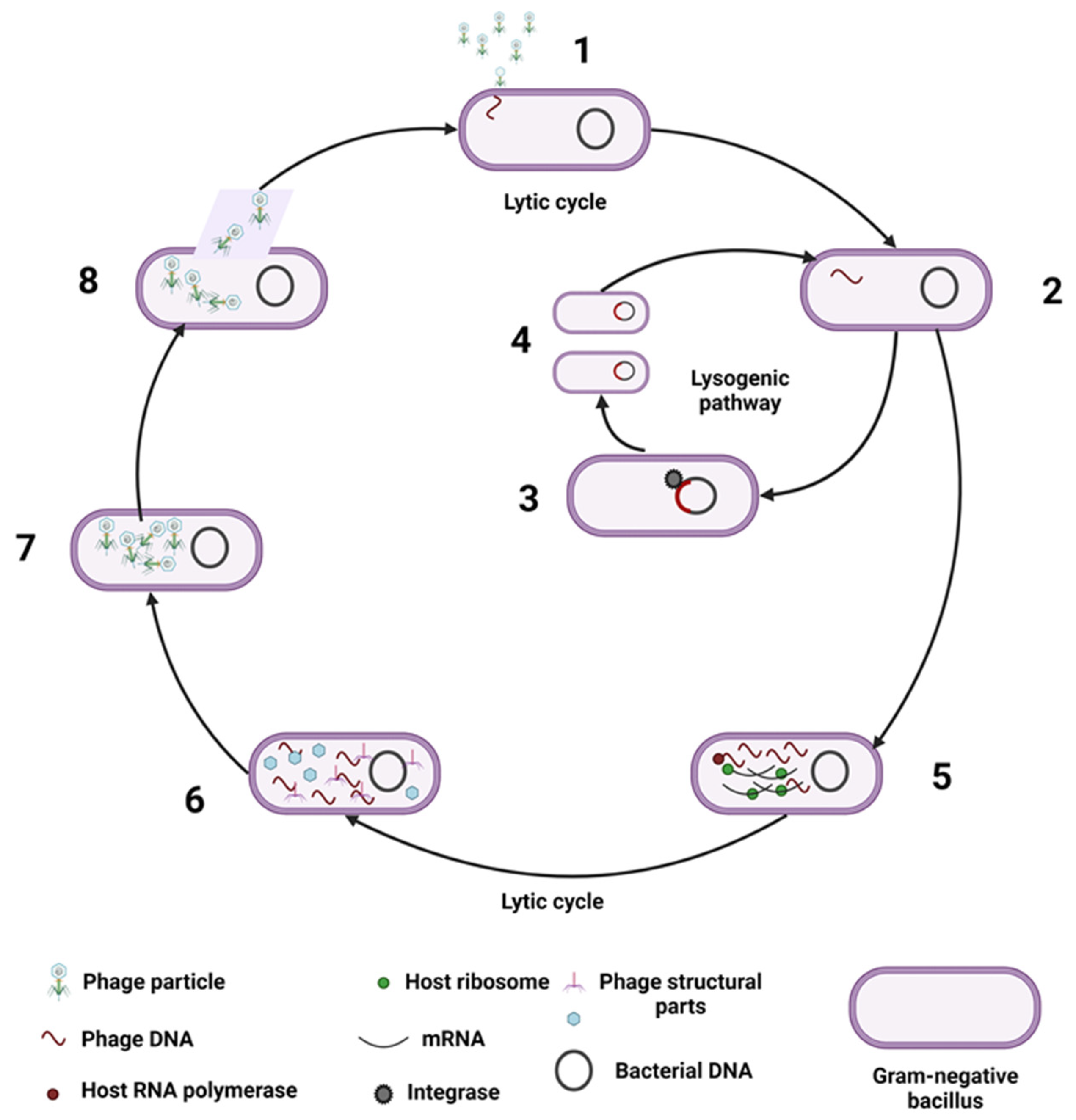 Nutrients | Free Full-Text | The Human Gut Virome and Its Relationship ...