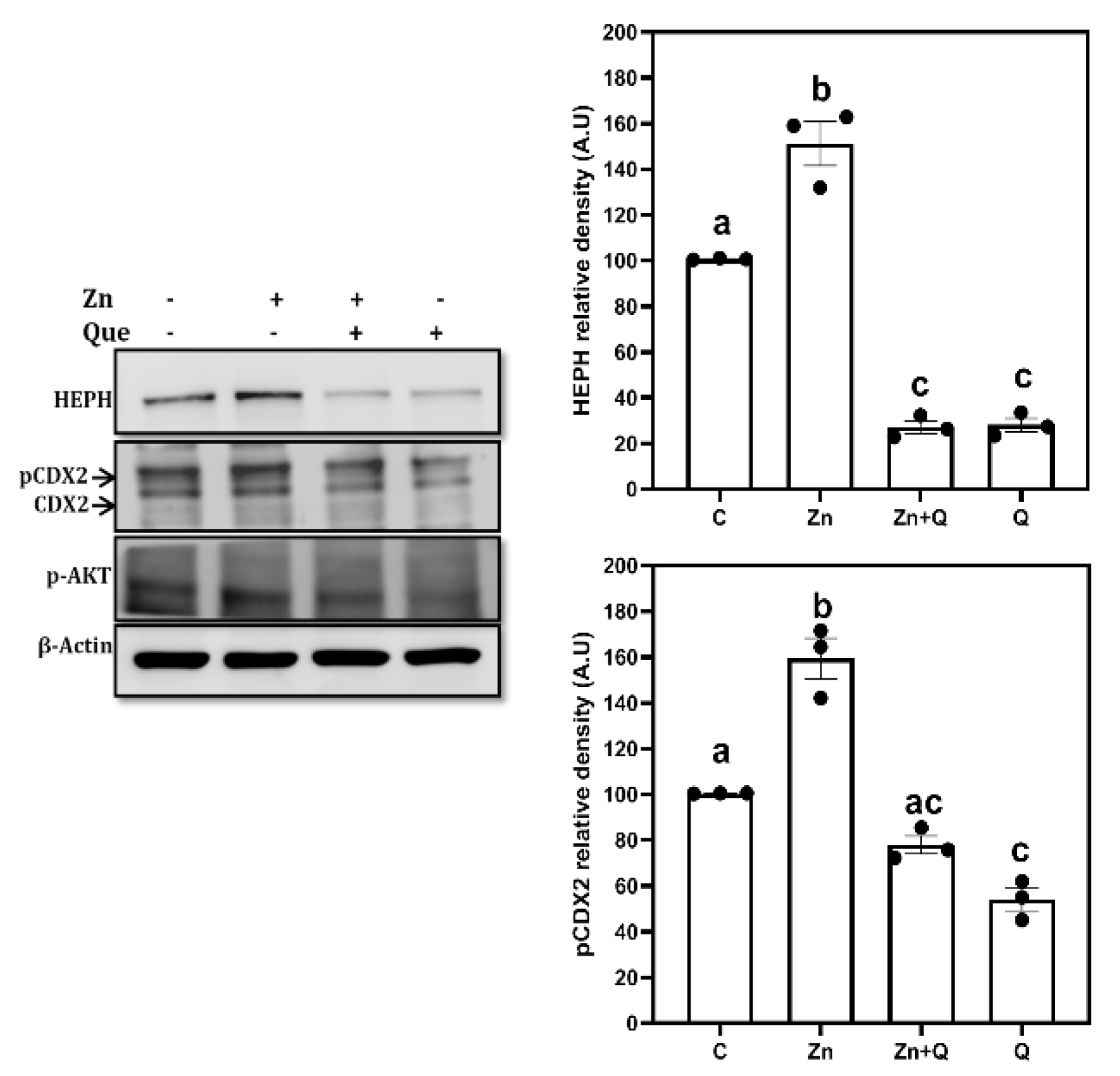 Nutrients 15 01205 g003 Nutrients 15 01205 g003