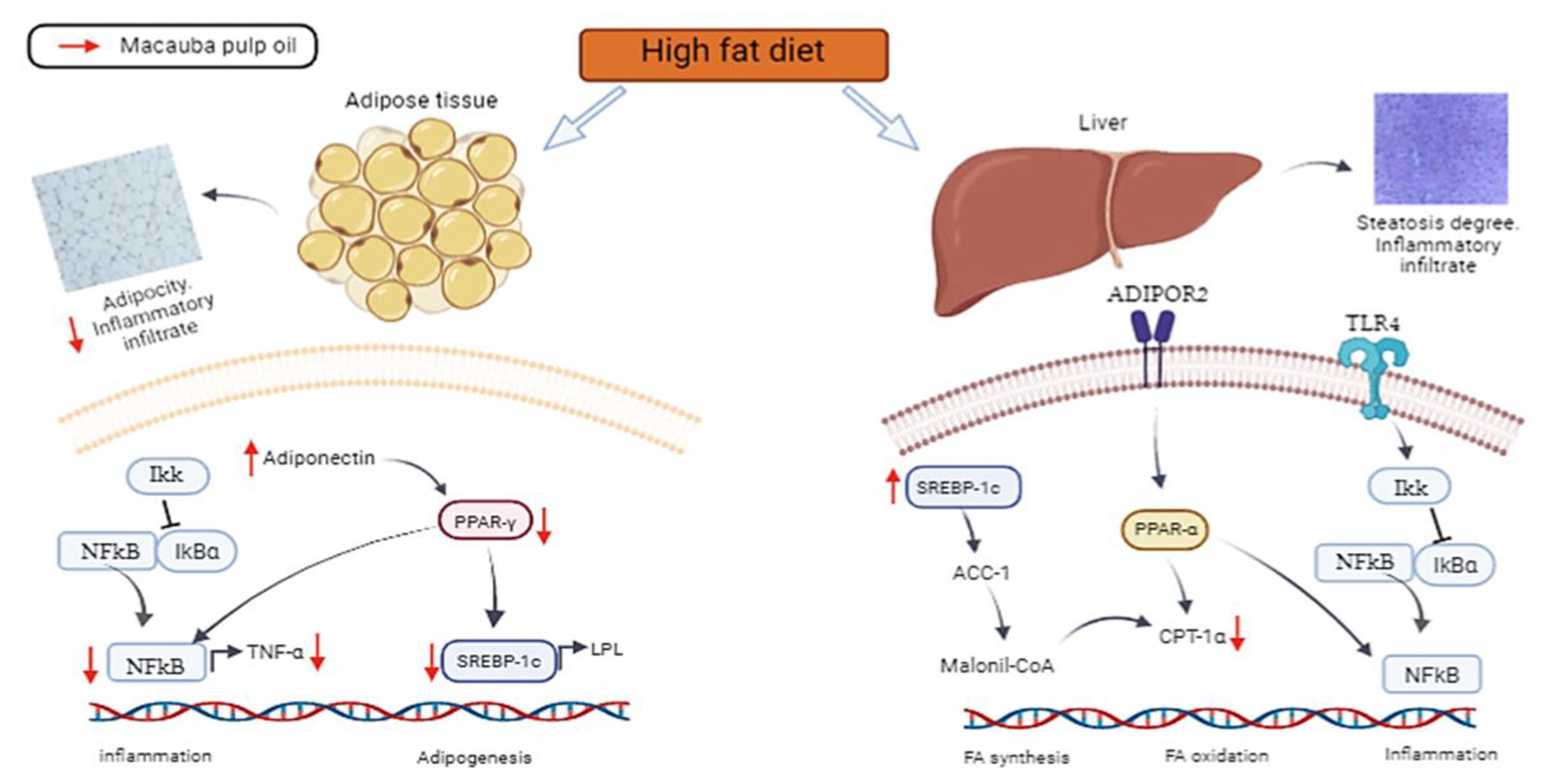 Nutrients 15 01252 g005 Nutrients 15 01252 g005